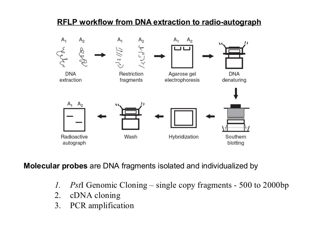 15 molecular markers techniques