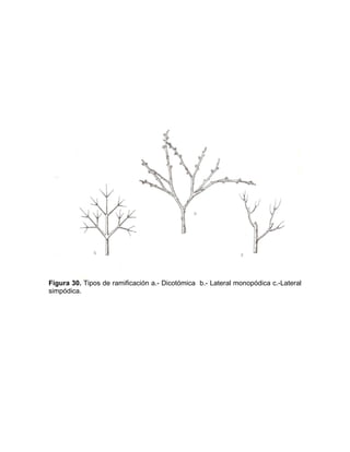 Figura 30. Tipos de ramificación a.- Dicotómica b.- Lateral monopódica c.-Lateral
simpódica.
 
