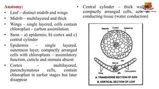 Anatomy:
• Leaf – distinct midrib and wings
• Midrib – multilayered and thick
• Wings – single layered, cells contain
chloroplast – carbon assimilation
• Stem – a) epidermis, b) cortex and c)
central cylinder
• Epidermis – single layered,
outermost layer, compactly arranged
cells with chloroplasts – assimilatory
function, cuticle and stomata absent
• Cortex – multilayered,
parenchymatous cells, contain
chloroplast in earlier stages but later
disappear
• Central cylinder – thick walled,
compactly arranged cells, acts as
conducting tissue (water conduction)
 