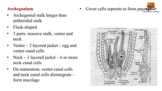 Archegonium
• Archegonial stalk longer than
antheridial stalk
• Flask-shaped
• 3 parts: massive stalk, venter and
neck
• Venter – 2 layered jacket – egg and
venter canal cells
• Neck – 1 layered jacket – 6 or more
neck canal cells
• On maturation, venter canal cells
and neck canal cells disintegrate –
form mucilage
• Cover cells separate to form passage
 