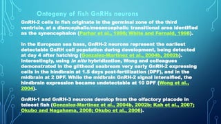 Gnrh Fish Neuroendocrinology of Reproduction | PDF
