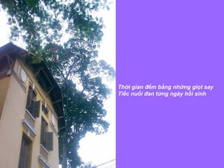 Thời gian đếm bằng những giọt say  Tiếc nuối đan từng ngày hồi sinh  