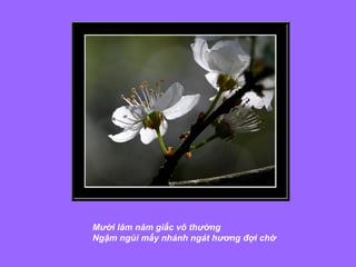 Mười lăm năm giấc vô thường  Ngậm ngùi mấy nhánh ngát hương đợi chờ 