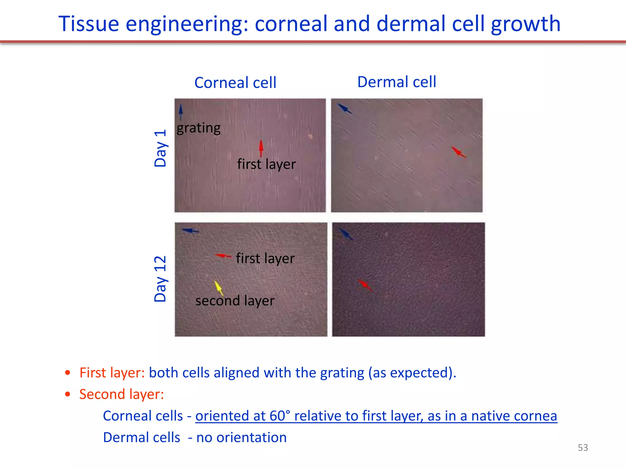 Tissue engineering: corneal and dermal cell growth
• First layer: both cells aligned with the grating (as expected).
• Second layer:
Corneal cells - oriented at 60° relative to first layer, as in a native cornea
Dermal cells - no orientation
first layer
second layer
grating
Day
1
Day
12
Corneal cell Dermal cell
first layer
53
 