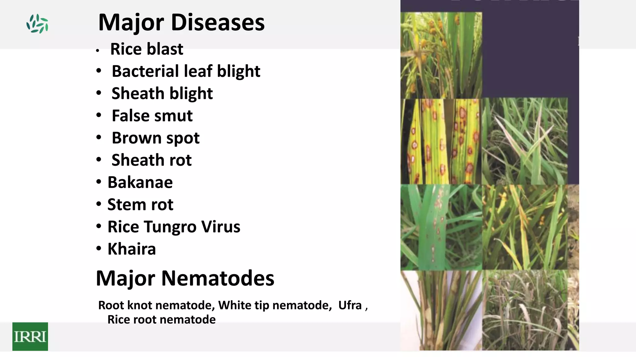 Major Diseases
• Rice blast
• Bacterial leaf blight
• Sheath blight
• False smut
• Brown spot
• Sheath rot
• Bakanae
• Stem rot
• Rice Tungro Virus
• Khaira
Major Nematodes
Root knot nematode, White tip nematode, Ufra ,
Rice root nematode
 