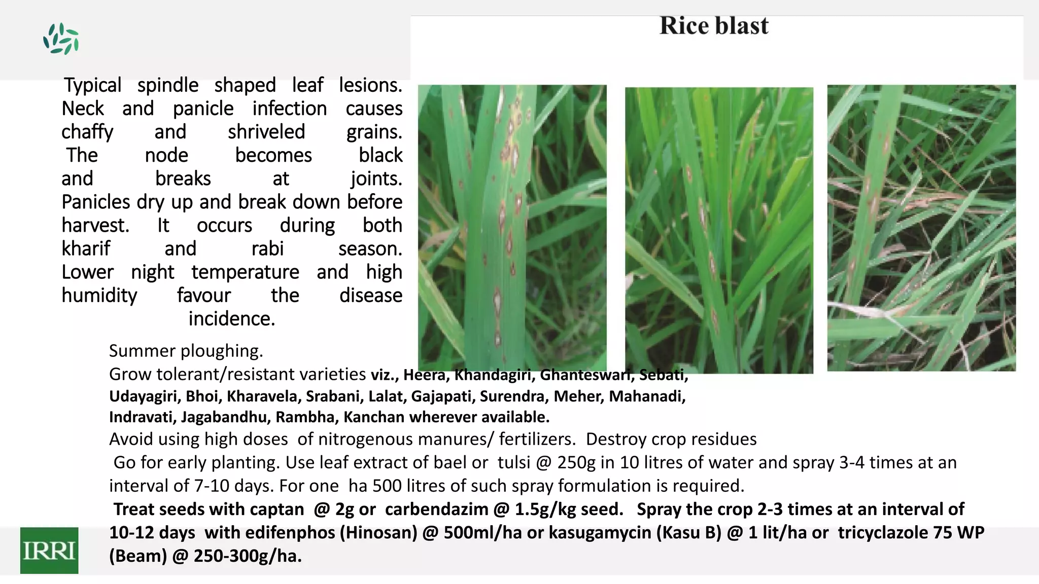 Typical spindle shaped leaf lesions.
Neck and panicle infection causes
chaffy and shriveled grains.
The node becomes black
and breaks at joints.
Panicles dry up and break down before
harvest. It occurs during both
kharif and rabi season.
Lower night temperature and high
humidity favour the disease
incidence.
Summer ploughing.
Grow tolerant/resistant varieties viz., Heera, Khandagiri, Ghanteswari, Sebati,
Udayagiri, Bhoi, Kharavela, Srabani, Lalat, Gajapati, Surendra, Meher, Mahanadi,
Indravati, Jagabandhu, Rambha, Kanchan wherever available.
Avoid using high doses of nitrogenous manures/ fertilizers. Destroy crop residues
Go for early planting. Use leaf extract of bael or tulsi @ 250g in 10 litres of water and spray 3-4 times at an
interval of 7-10 days. For one ha 500 litres of such spray formulation is required.
Treat seeds with captan @ 2g or carbendazim @ 1.5g/kg seed. Spray the crop 2-3 times at an interval of
10-12 days with edifenphos (Hinosan) @ 500ml/ha or kasugamycin (Kasu B) @ 1 lit/ha or tricyclazole 75 WP
(Beam) @ 250-300g/ha.
 