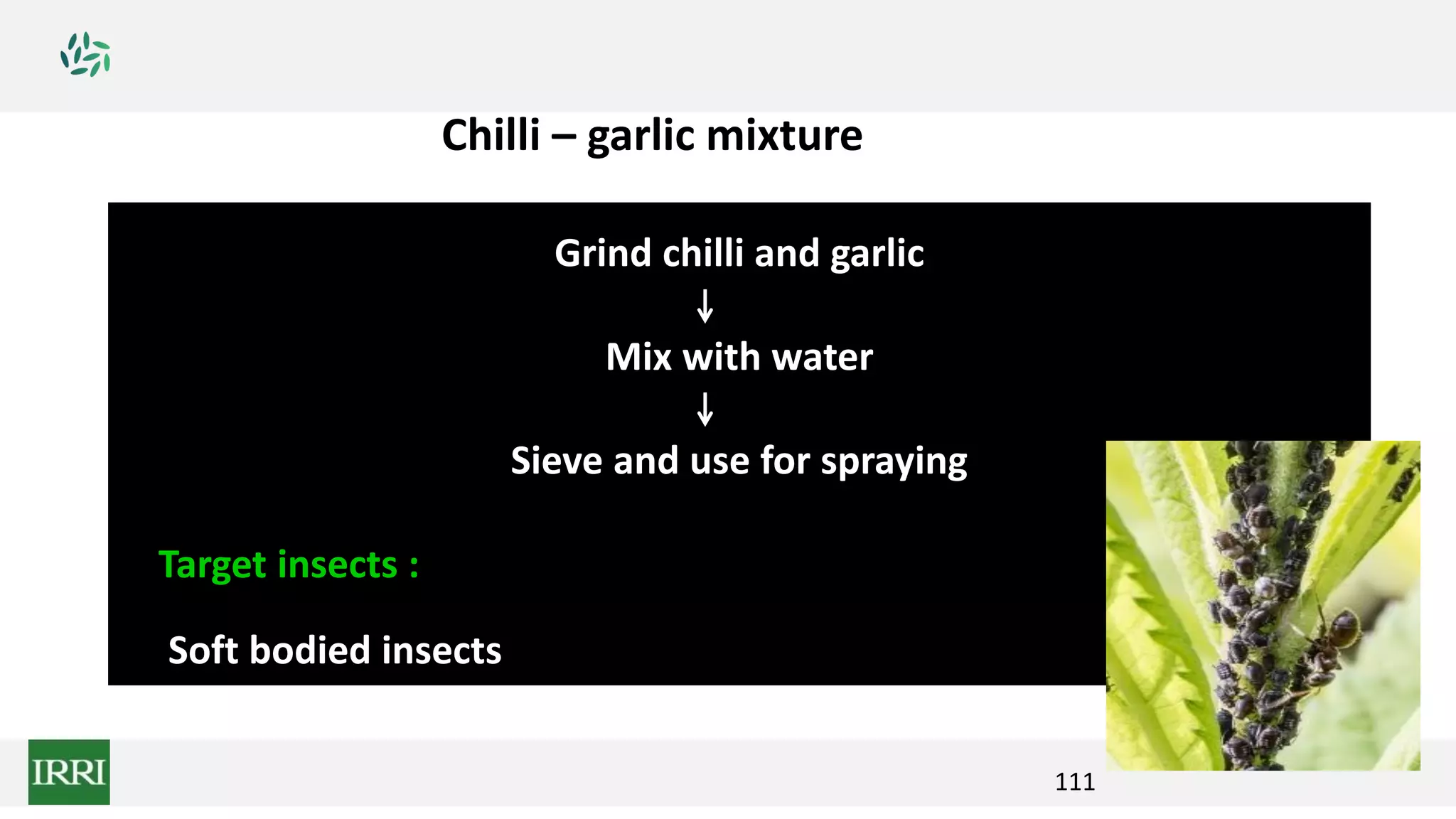 111
Grind chilli and garlic
Mix with water
Sieve and use for spraying
Target insects :
Soft bodied insects
Chilli – garlic mixture
 