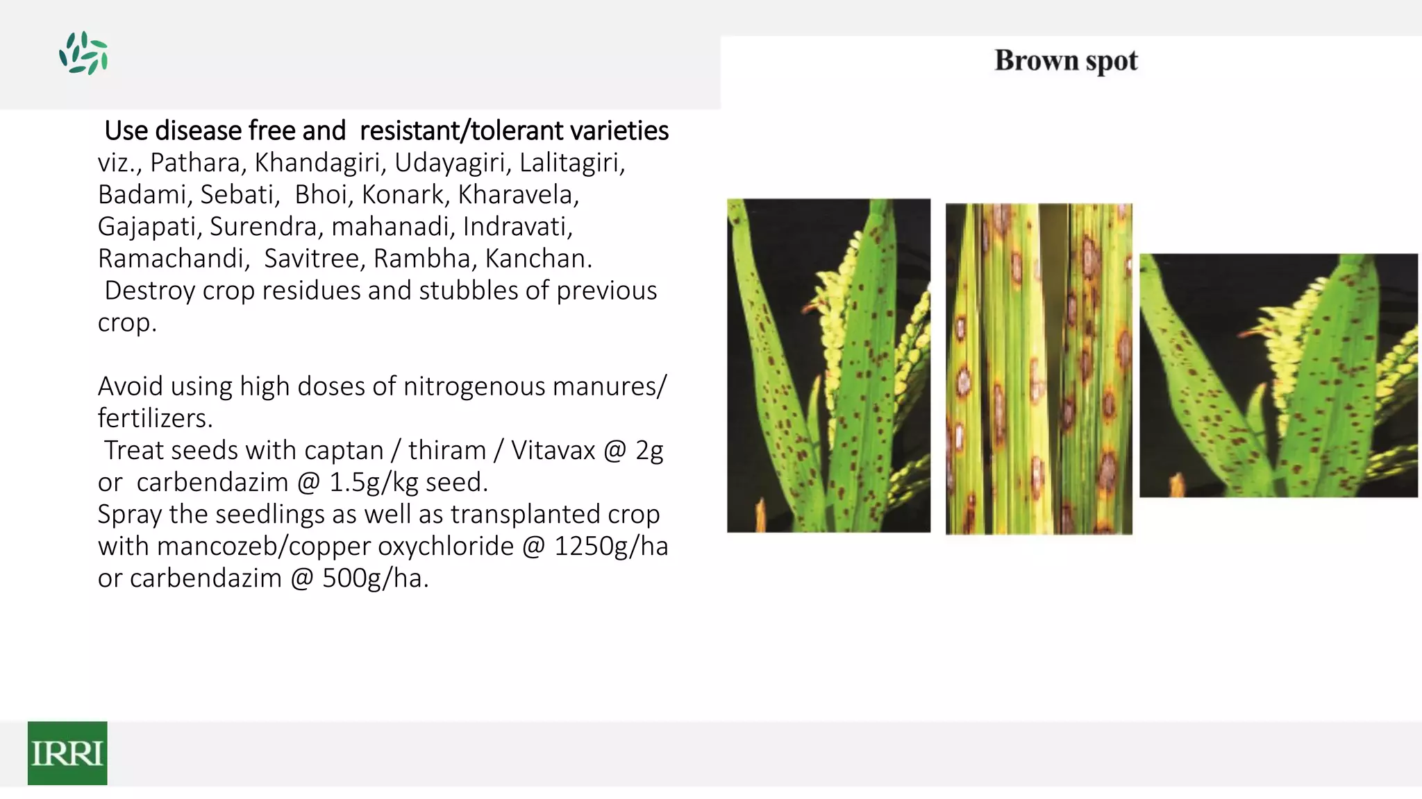 Use disease free and resistant/tolerant varieties
viz., Pathara, Khandagiri, Udayagiri, Lalitagiri,
Badami, Sebati, Bhoi, Konark, Kharavela,
Gajapati, Surendra, mahanadi, Indravati,
Ramachandi, Savitree, Rambha, Kanchan.
Destroy crop residues and stubbles of previous
crop.
Avoid using high doses of nitrogenous manures/
fertilizers.
Treat seeds with captan / thiram / Vitavax @ 2g
or carbendazim @ 1.5g/kg seed.
Spray the seedlings as well as transplanted crop
with mancozeb/copper oxychloride @ 1250g/ha
or carbendazim @ 500g/ha.
 