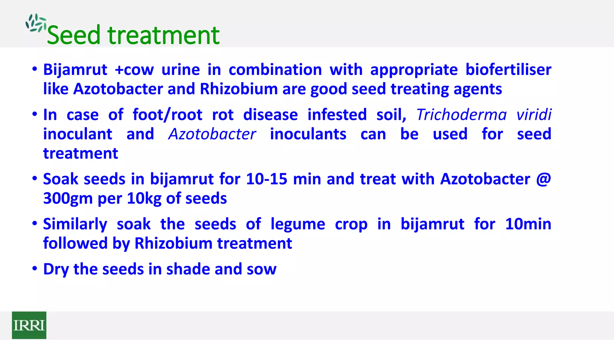 Seed treatment
• Bijamrut +cow urine in combination with appropriate biofertiliser
like Azotobacter and Rhizobium are good seed treating agents
• In case of foot/root rot disease infested soil, Trichoderma viridi
inoculant and Azotobacter inoculants can be used for seed
treatment
• Soak seeds in bijamrut for 10-15 min and treat with Azotobacter @
300gm per 10kg of seeds
• Similarly soak the seeds of legume crop in bijamrut for 10min
followed by Rhizobium treatment
• Dry the seeds in shade and sow
 