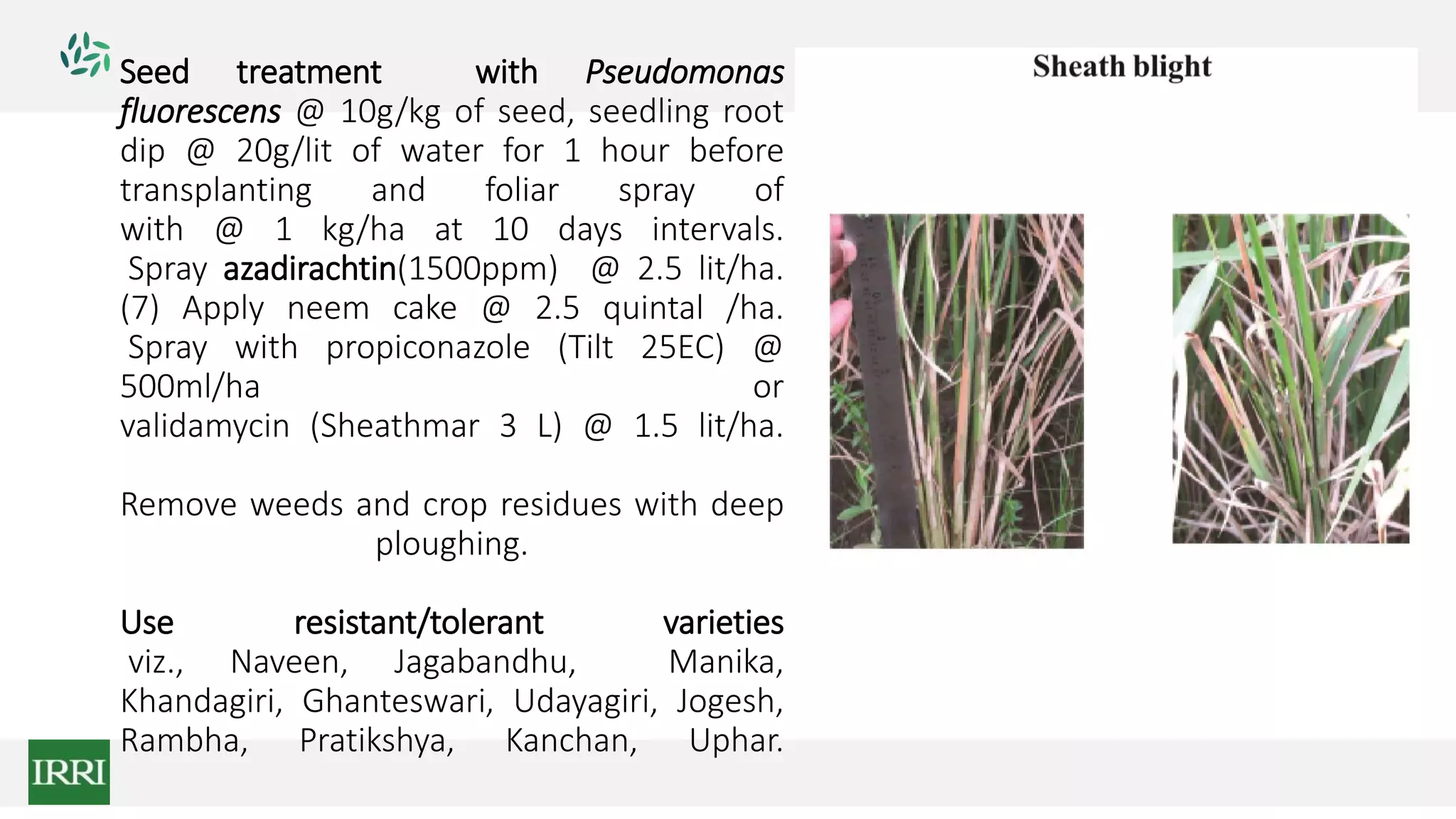 Seed treatment with Pseudomonas
fluorescens @ 10g/kg of seed, seedling root
dip @ 20g/lit of water for 1 hour before
transplanting and foliar spray of
with @ 1 kg/ha at 10 days intervals.
Spray azadirachtin(1500ppm) @ 2.5 lit/ha.
(7) Apply neem cake @ 2.5 quintal /ha.
Spray with propiconazole (Tilt 25EC) @
500ml/ha or
validamycin (Sheathmar 3 L) @ 1.5 lit/ha.
Remove weeds and crop residues with deep
ploughing.
Use resistant/tolerant varieties
viz., Naveen, Jagabandhu, Manika,
Khandagiri, Ghanteswari, Udayagiri, Jogesh,
Rambha, Pratikshya, Kanchan, Uphar.
 