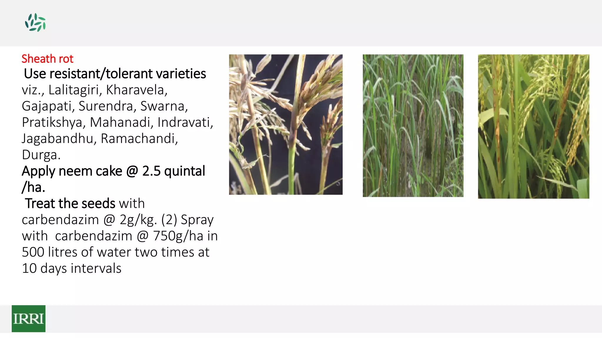 Sheath rot
Use resistant/tolerant varieties
viz., Lalitagiri, Kharavela,
Gajapati, Surendra, Swarna,
Pratikshya, Mahanadi, Indravati,
Jagabandhu, Ramachandi,
Durga.
Apply neem cake @ 2.5 quintal
/ha.
Treat the seeds with
carbendazim @ 2g/kg. (2) Spray
with carbendazim @ 750g/ha in
500 litres of water two times at
10 days intervals
 