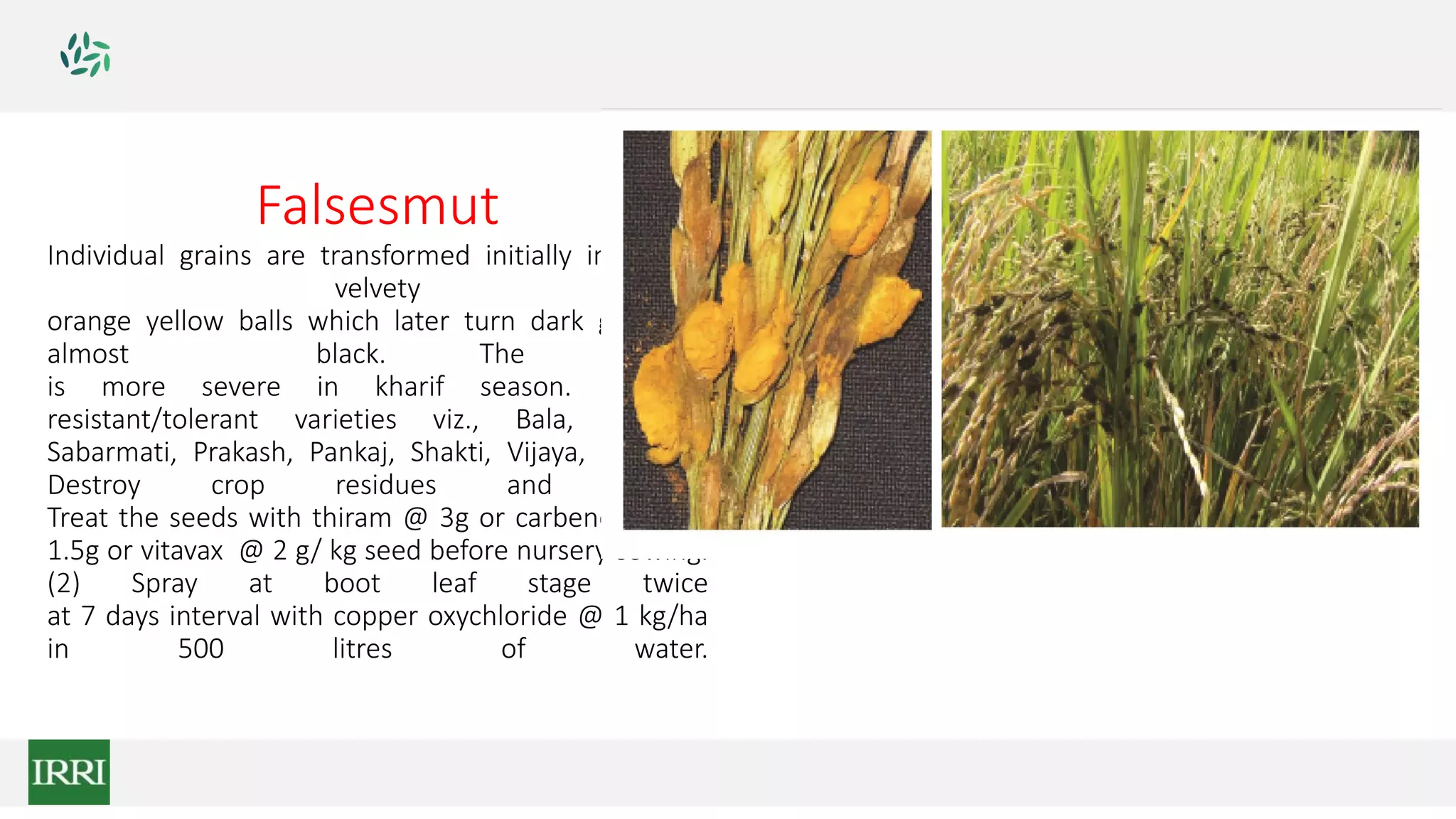 Falsesmut
Individual grains are transformed initially into large
velvety
orange yellow balls which later turn dark green or
almost black. The disease
is more severe in kharif season. Grow
resistant/tolerant varieties viz., Bala, Cauveri,
Sabarmati, Prakash, Pankaj, Shakti, Vijaya, Mashuri.
Destroy crop residues and weeds.
Treat the seeds with thiram @ 3g or carbendazim @
1.5g or vitavax @ 2 g/ kg seed before nursery sowing.
(2) Spray at boot leaf stage twice
at 7 days interval with copper oxychloride @ 1 kg/ha
in 500 litres of water.
 