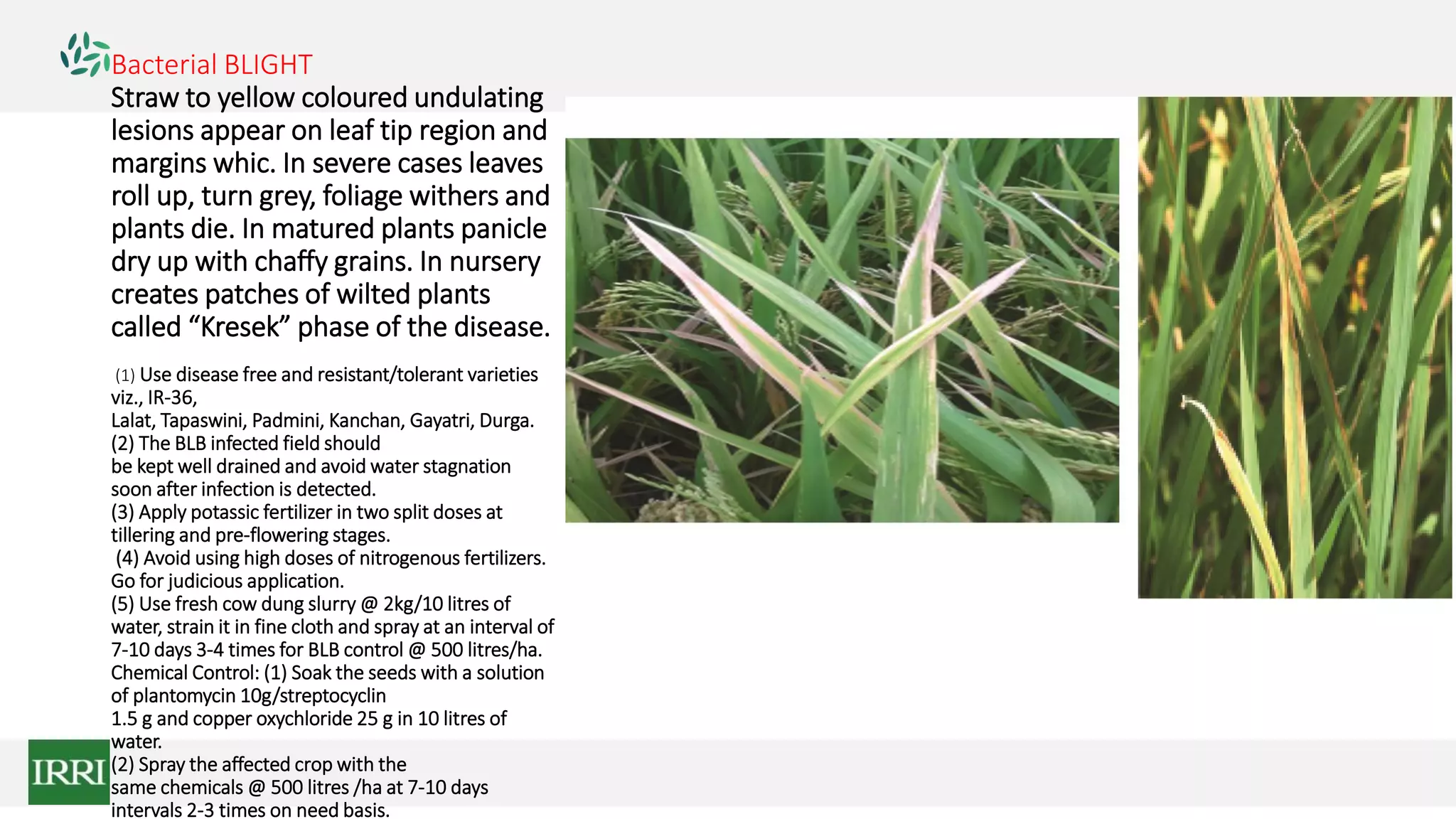 Bacterial BLIGHT
Straw to yellow coloured undulating
lesions appear on leaf tip region and
margins whic. In severe cases leaves
roll up, turn grey, foliage withers and
plants die. In matured plants panicle
dry up with chaffy grains. In nursery
creates patches of wilted plants
called “Kresek” phase of the disease.
(1) Use disease free and resistant/tolerant varieties
viz., IR-36,
Lalat, Tapaswini, Padmini, Kanchan, Gayatri, Durga.
(2) The BLB infected field should
be kept well drained and avoid water stagnation
soon after infection is detected.
(3) Apply potassic fertilizer in two split doses at
tillering and pre-flowering stages.
(4) Avoid using high doses of nitrogenous fertilizers.
Go for judicious application.
(5) Use fresh cow dung slurry @ 2kg/10 litres of
water, strain it in fine cloth and spray at an interval of
7-10 days 3-4 times for BLB control @ 500 litres/ha.
Chemical Control: (1) Soak the seeds with a solution
of plantomycin 10g/streptocyclin
1.5 g and copper oxychloride 25 g in 10 litres of
water.
(2) Spray the affected crop with the
same chemicals @ 500 litres /ha at 7-10 days
intervals 2-3 times on need basis.
 