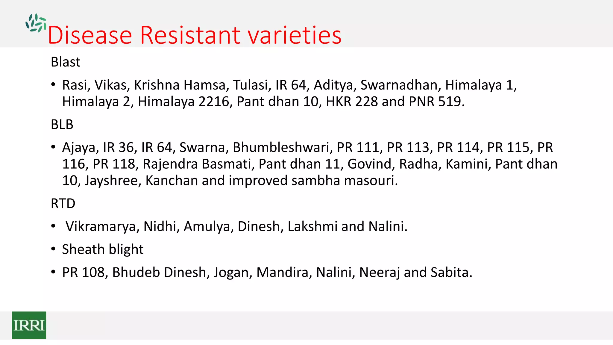 Disease Resistant varieties
Blast
• Rasi, Vikas, Krishna Hamsa, Tulasi, IR 64, Aditya, Swarnadhan, Himalaya 1,
Himalaya 2, Himalaya 2216, Pant dhan 10, HKR 228 and PNR 519.
BLB
• Ajaya, IR 36, IR 64, Swarna, Bhumbleshwari, PR 111, PR 113, PR 114, PR 115, PR
116, PR 118, Rajendra Basmati, Pant dhan 11, Govind, Radha, Kamini, Pant dhan
10, Jayshree, Kanchan and improved sambha masouri.
RTD
• Vikramarya, Nidhi, Amulya, Dinesh, Lakshmi and Nalini.
• Sheath blight
• PR 108, Bhudeb Dinesh, Jogan, Mandira, Nalini, Neeraj and Sabita.
 