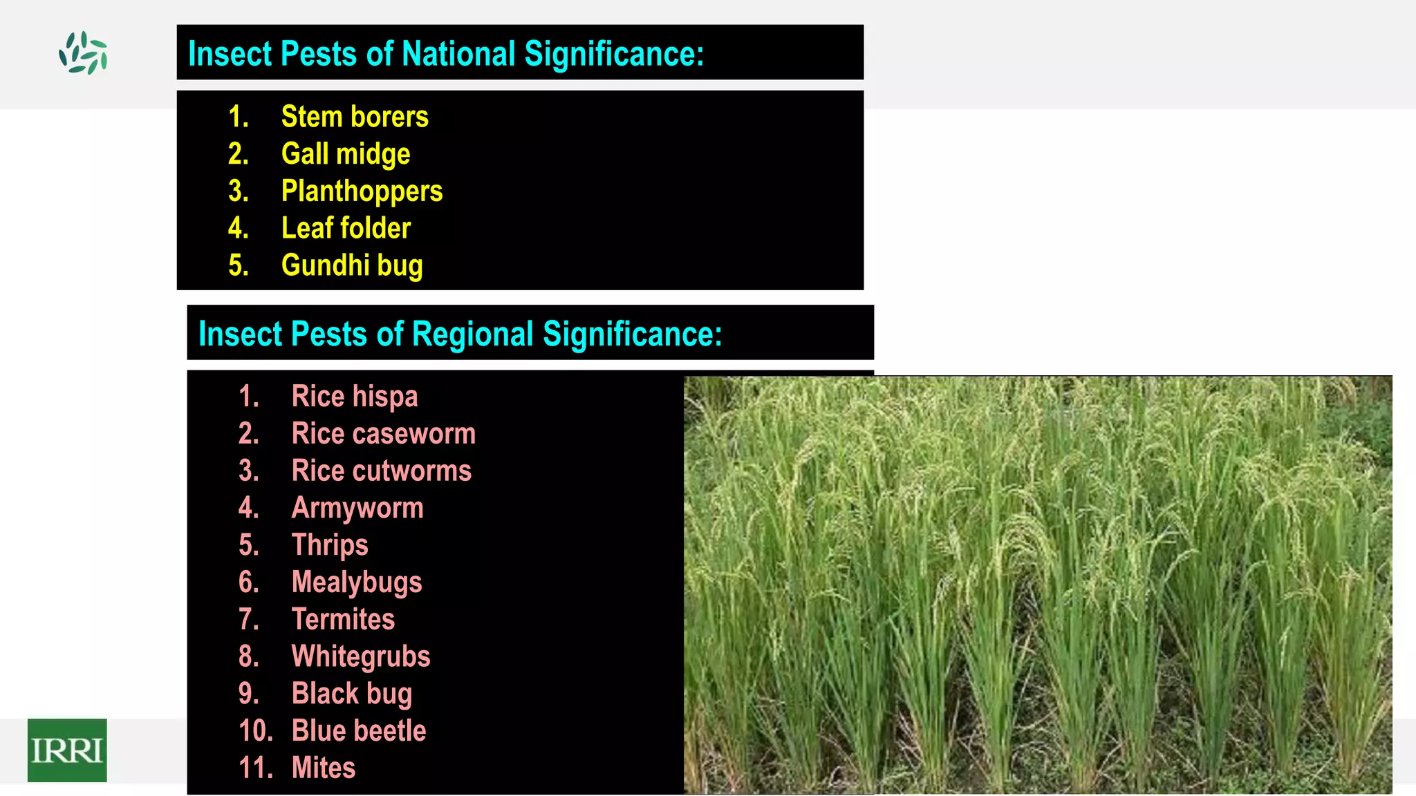 Insect Pests of National Significance:
1. Stem borers
2. Gall midge
3. Planthoppers
4. Leaf folder
5. Gundhi bug
Insect Pests of Regional Significance:
1. Rice hispa
2. Rice caseworm
3. Rice cutworms
4. Armyworm
5. Thrips
6. Mealybugs
7. Termites
8. Whitegrubs
9. Black bug
10. Blue beetle
11. Mites
 