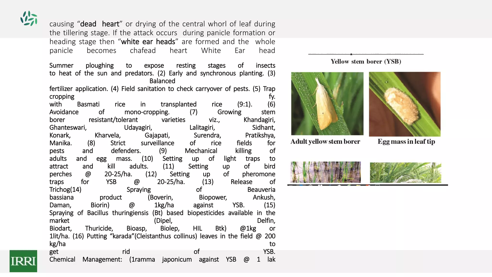 causing “dead heart” or drying of the central whorl of leaf during
the tillering stage. If the attack occurs during panicle formation or
heading stage then “white ear heads” are formed and the whole
panicle becomes chafead heart White Ear head
Summer ploughing to expose resting stages of insects
to heat of the sun and predators. (2) Early and synchronous planting. (3)
Balanced
fertilizer application. (4) Field sanitation to check carryover of pests. (5) Trap
cropping fy.
with Basmati rice in transplanted rice (9:1). (6)
Avoidance of mono-cropping. (7) Growing stem
borer resistant/tolerant varieties viz., Khandagiri,
Ghanteswari, Udayagiri, Lalitagiri, Sidhant,
Konark, Kharvela, Gajapati, Surendra, Pratikshya,
Manika. (8) Strict surveillance of rice fields for
pests and defenders. (9) Mechanical killing of
adults and egg mass. (10) Setting up of light traps to
attract and kill adults. (11) Setting up of bird
perches @ 20-25/ha. (12) Setting up of pheromone
traps for YSB @ 20-25/ha. (13) Release of
Trichog(14) Spraying of Beauveria
bassiana product (Boverin, Biopower, Ankush,
Daman, Biorin) @ 1kg/ha against YSB. (15)
Spraying of Bacillus thuringiensis (Bt) based biopesticides available in the
market (Dipel, Delfin,
Biodart, Thuricide, Bioasp, Biolep, HIL Btk) @1kg or
1lit/ha. (16) Putting “karada”(Cleistanthus collinus) leaves in the field @ 200
kg/ha to
get rid of YSB.
Chemical Management: (1ramma japonicum against YSB @ 1 lak
 