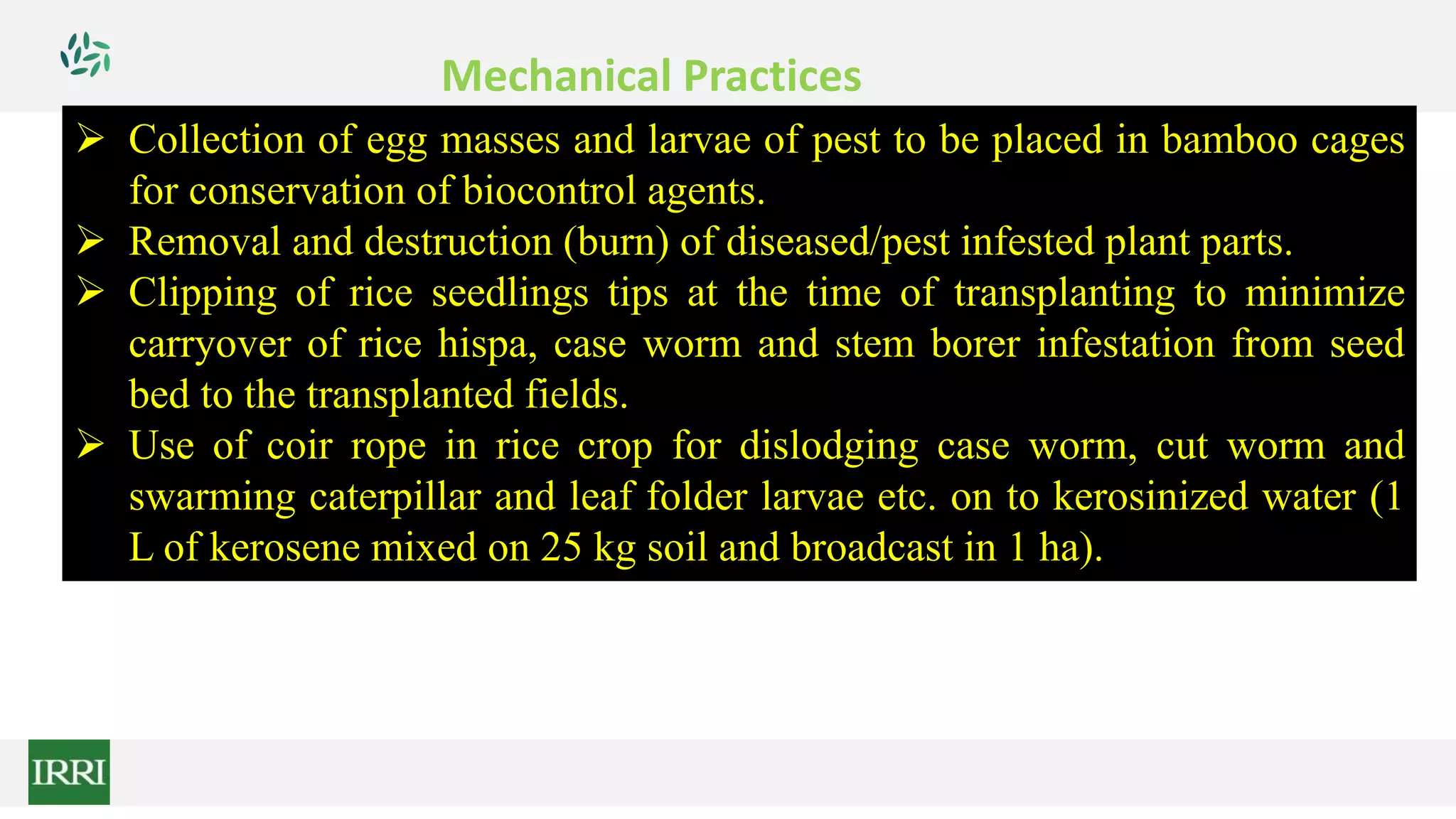  Collection of egg masses and larvae of pest to be placed in bamboo cages
for conservation of biocontrol agents.
 Removal and destruction (burn) of diseased/pest infested plant parts.
 Clipping of rice seedlings tips at the time of transplanting to minimize
carryover of rice hispa, case worm and stem borer infestation from seed
bed to the transplanted fields.
 Use of coir rope in rice crop for dislodging case worm, cut worm and
swarming caterpillar and leaf folder larvae etc. on to kerosinized water (1
L of kerosene mixed on 25 kg soil and broadcast in 1 ha).
Mechanical Practices
 