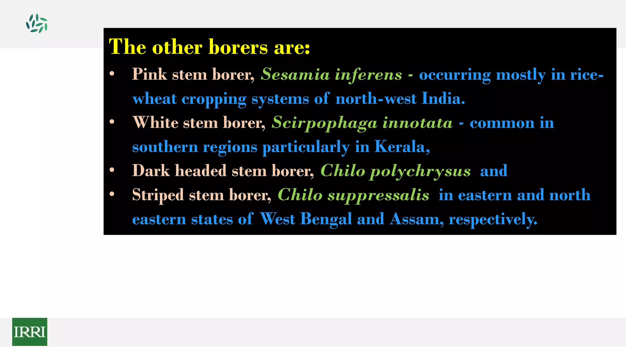 The other borers are:
• Pink stem borer, Sesamia inferens - occurring mostly in rice-
wheat cropping systems of north-west India.
• White stem borer, Scirpophaga innotata - common in
southern regions particularly in Kerala,
• Dark headed stem borer, Chilo polychrysus and
• Striped stem borer, Chilo suppressalis in eastern and north
eastern states of West Bengal and Assam, respectively.
 