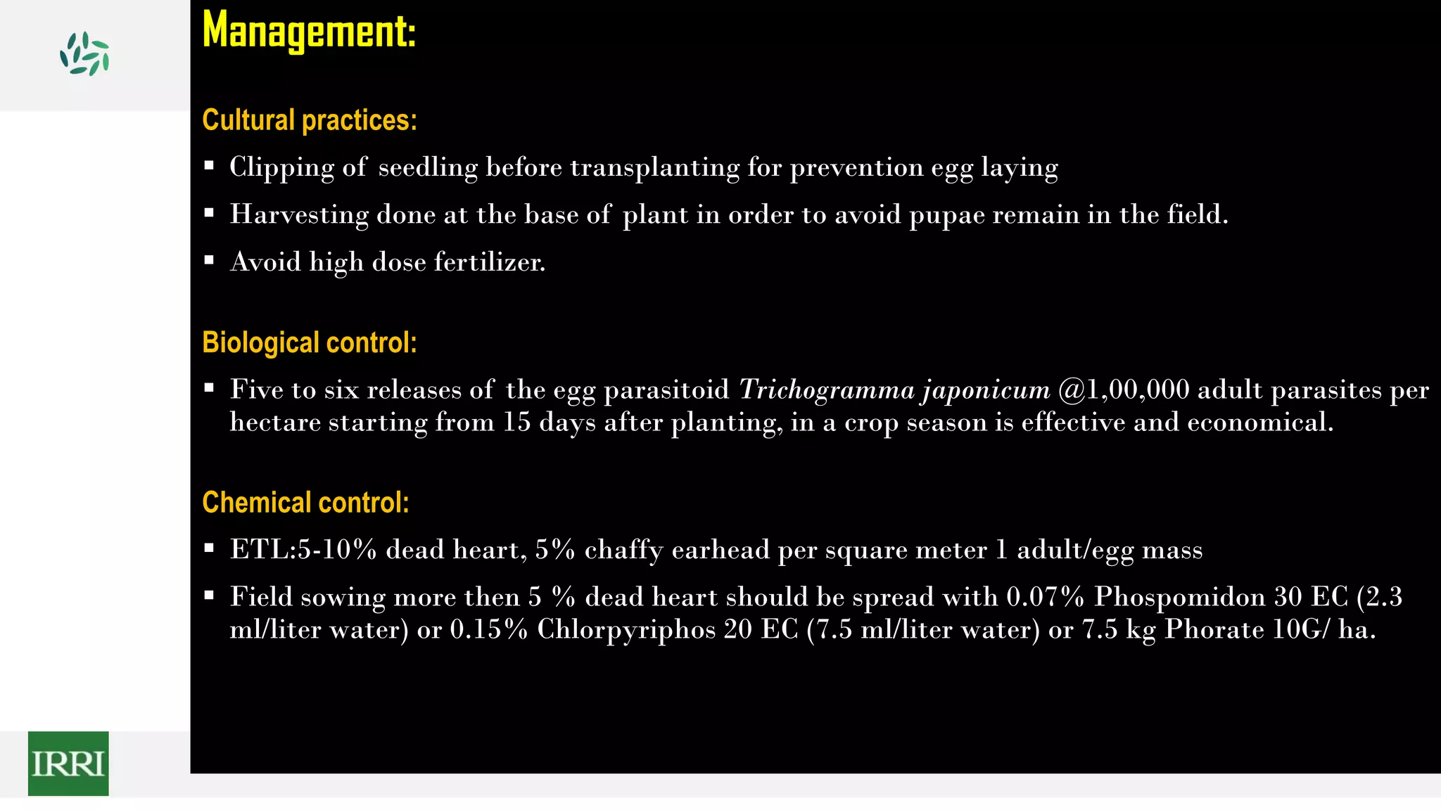 Management:
Cultural practices:
 Clipping of seedling before transplanting for prevention egg laying
 Harvesting done at the base of plant in order to avoid pupae remain in the field.
 Avoid high dose fertilizer.
Biological control:
 Five to six releases of the egg parasitoid Trichogramma japonicum @1,00,000 adult parasites per
hectare starting from 15 days after planting, in a crop season is effective and economical.
Chemical control:
 ETL:5-10% dead heart, 5% chaffy earhead per square meter 1 adult/egg mass
 Field sowing more then 5 % dead heart should be spread with 0.07% Phospomidon 30 EC (2.3
ml/liter water) or 0.15% Chlorpyriphos 20 EC (7.5 ml/liter water) or 7.5 kg Phorate 10G/ ha.
 