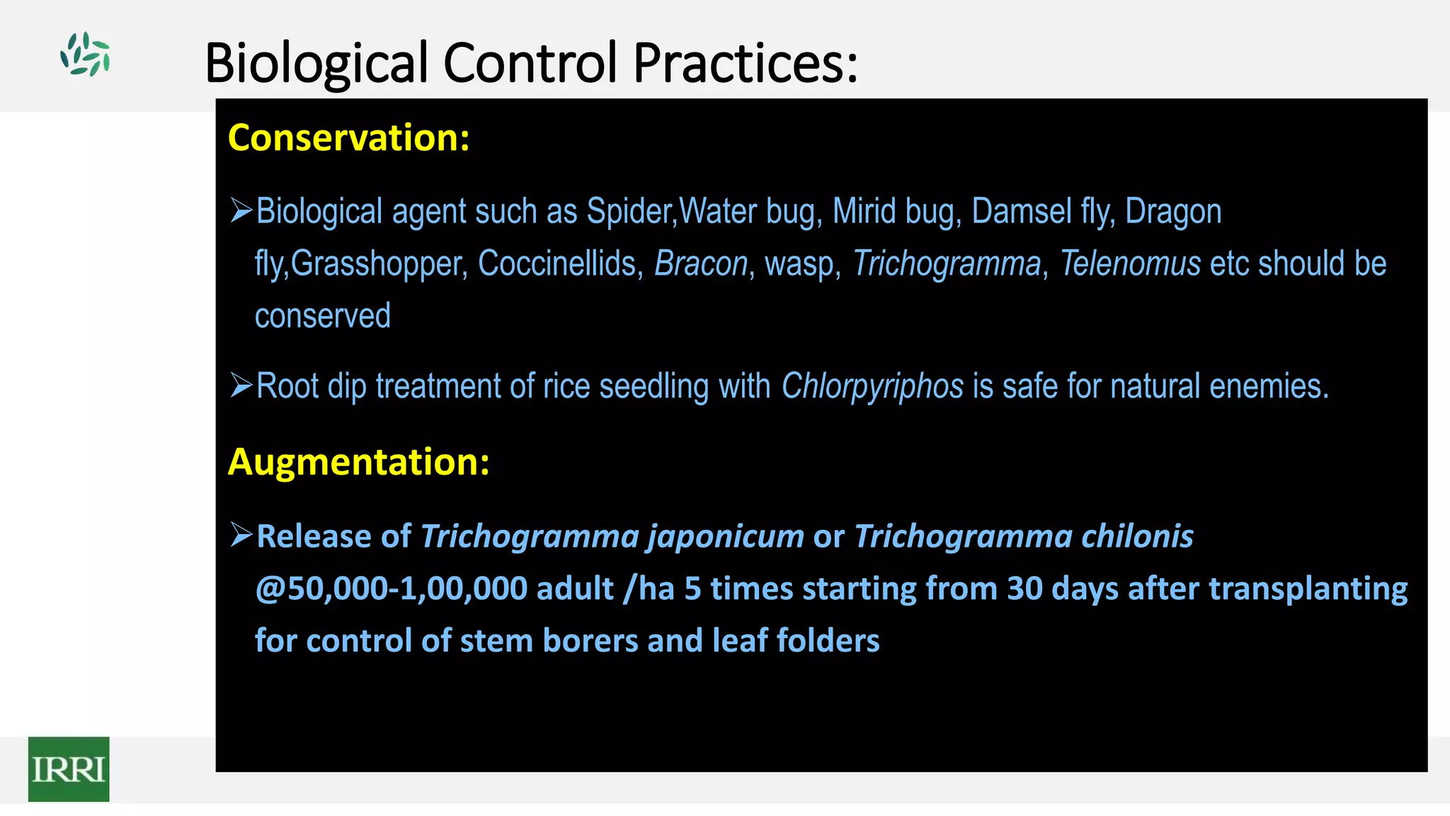 Biological Control Practices:
Conservation:
Biological agent such as Spider,Water bug, Mirid bug, Damsel fly, Dragon
fly,Grasshopper, Coccinellids, Bracon, wasp, Trichogramma, Telenomus etc should be
conserved
Root dip treatment of rice seedling with Chlorpyriphos is safe for natural enemies.
Augmentation:
Release of Trichogramma japonicum or Trichogramma chilonis
@50,000‐1,00,000 adult /ha 5 times starting from 30 days after transplanting
for control of stem borers and leaf folders
 