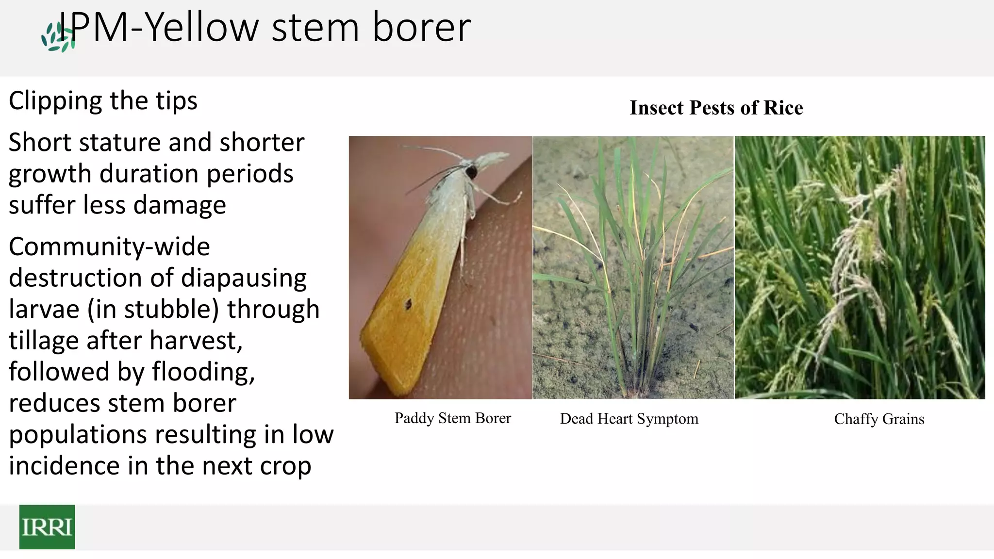 IPM-Yellow stem borer
Clipping the tips
Short stature and shorter
growth duration periods
suffer less damage
Community-wide
destruction of diapausing
larvae (in stubble) through
tillage after harvest,
followed by flooding,
reduces stem borer
populations resulting in low
incidence in the next crop
Insect Pests of Rice
Paddy Stem Borer Dead Heart Symptom Chaffy Grains
 