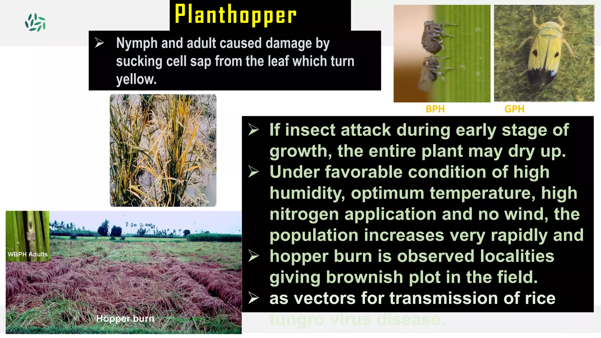 Planthopper
 If insect attack during early stage of
growth, the entire plant may dry up.
 Under favorable condition of high
humidity, optimum temperature, high
nitrogen application and no wind, the
population increases very rapidly and
 hopper burn is observed localities
giving brownish plot in the field.
 as vectors for transmission of rice
tungro virus disease.
 Nymph and adult caused damage by
sucking cell sap from the leaf which turn
yellow.
BPH GPH
 