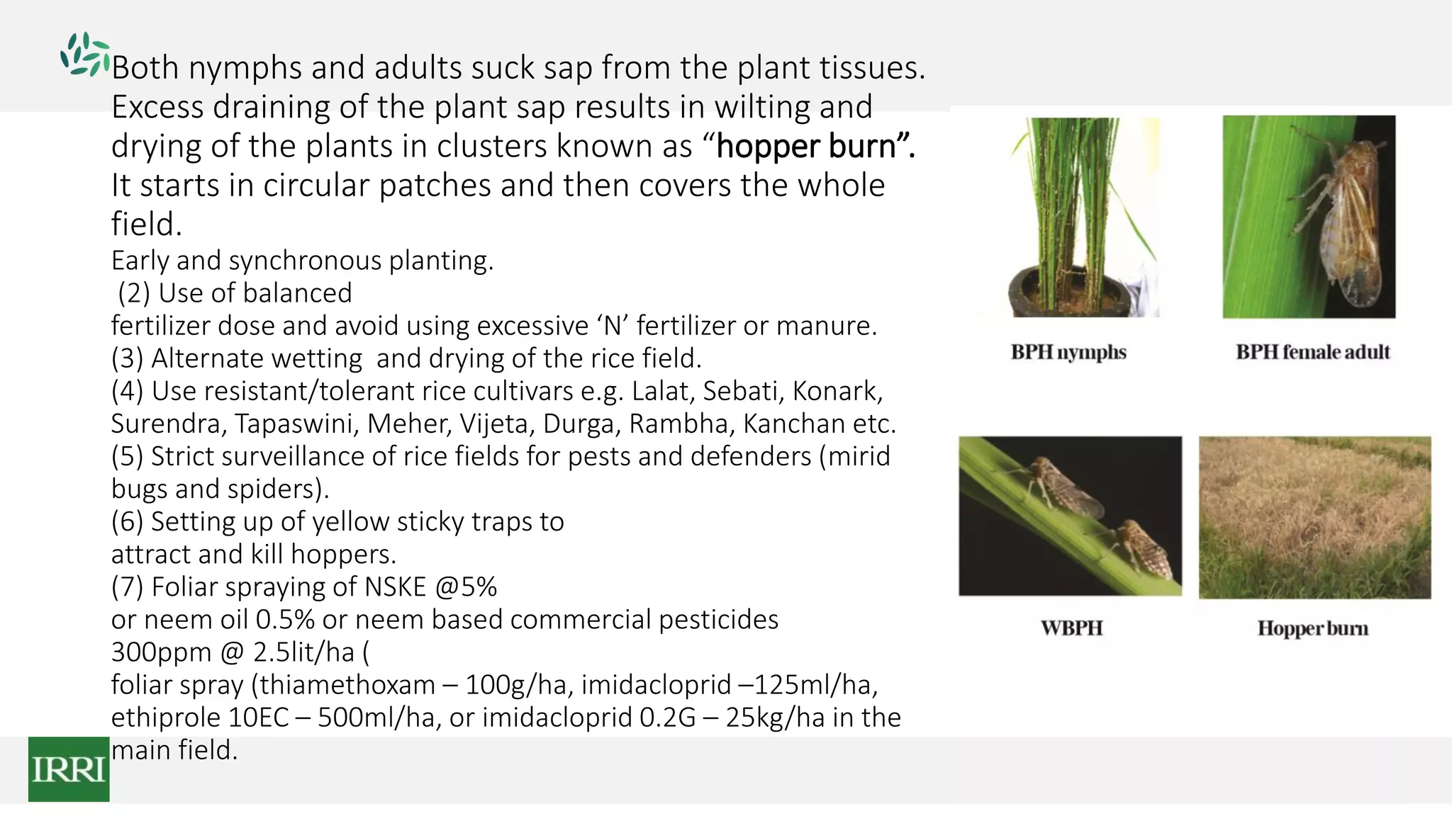 Both nymphs and adults suck sap from the plant tissues.
Excess draining of the plant sap results in wilting and
drying of the plants in clusters known as “hopper burn”.
It starts in circular patches and then covers the whole
field.
Early and synchronous planting.
(2) Use of balanced
fertilizer dose and avoid using excessive ‘N’ fertilizer or manure.
(3) Alternate wetting and drying of the rice field.
(4) Use resistant/tolerant rice cultivars e.g. Lalat, Sebati, Konark,
Surendra, Tapaswini, Meher, Vijeta, Durga, Rambha, Kanchan etc.
(5) Strict surveillance of rice fields for pests and defenders (mirid
bugs and spiders).
(6) Setting up of yellow sticky traps to
attract and kill hoppers.
(7) Foliar spraying of NSKE @5%
or neem oil 0.5% or neem based commercial pesticides
300ppm @ 2.5lit/ha (
foliar spray (thiamethoxam – 100g/ha, imidacloprid –125ml/ha,
ethiprole 10EC – 500ml/ha, or imidacloprid 0.2G – 25kg/ha in the
main field.
 