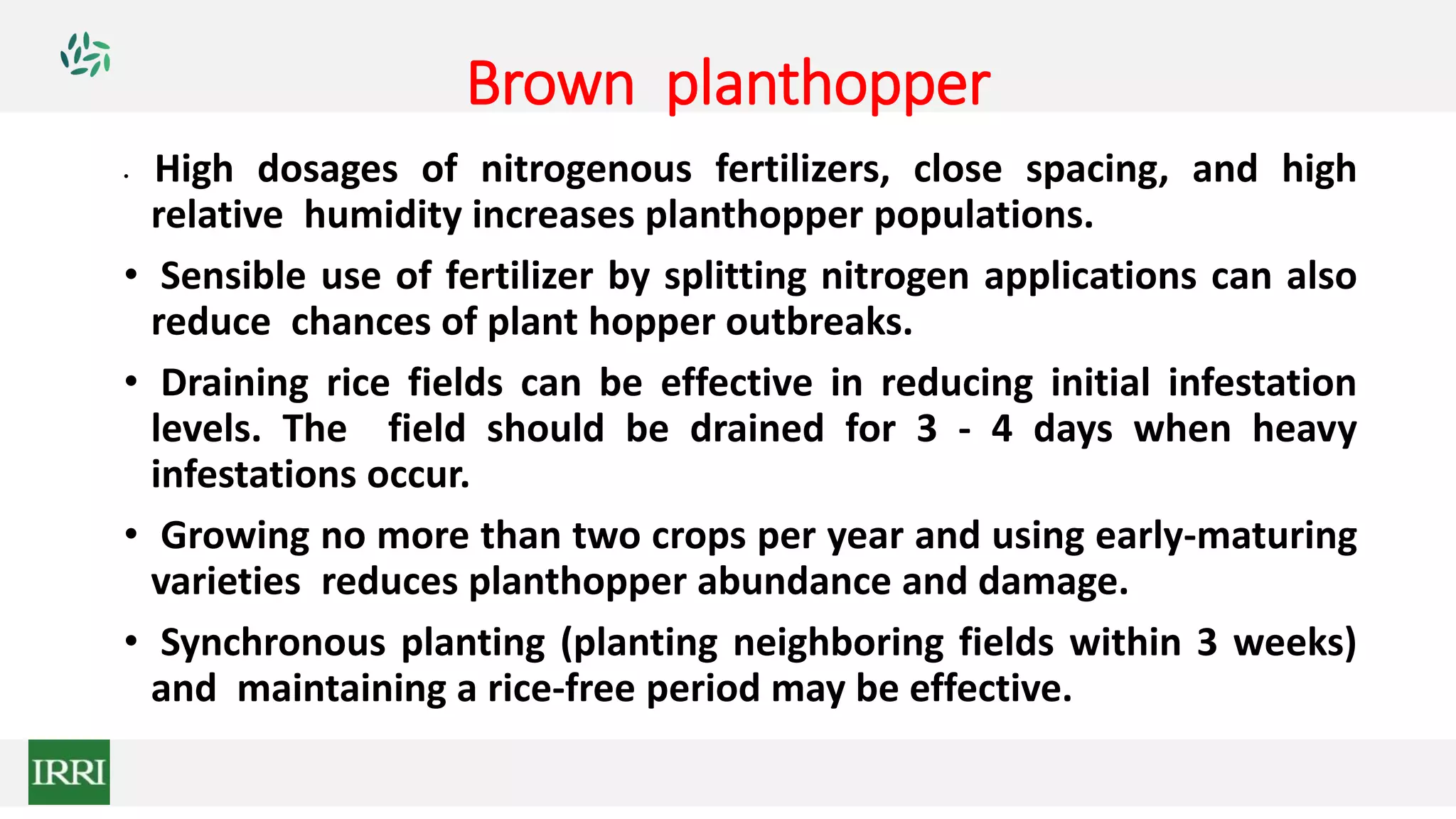 Brown planthopper
• High dosages of nitrogenous fertilizers, close spacing, and high
relative humidity increases planthopper populations.
• Sensible use of fertilizer by splitting nitrogen applications can also
reduce chances of plant hopper outbreaks.
• Draining rice fields can be effective in reducing initial infestation
levels. The field should be drained for 3 - 4 days when heavy
infestations occur.
• Growing no more than two crops per year and using early-maturing
varieties reduces planthopper abundance and damage.
• Synchronous planting (planting neighboring fields within 3 weeks)
and maintaining a rice-free period may be effective.
 