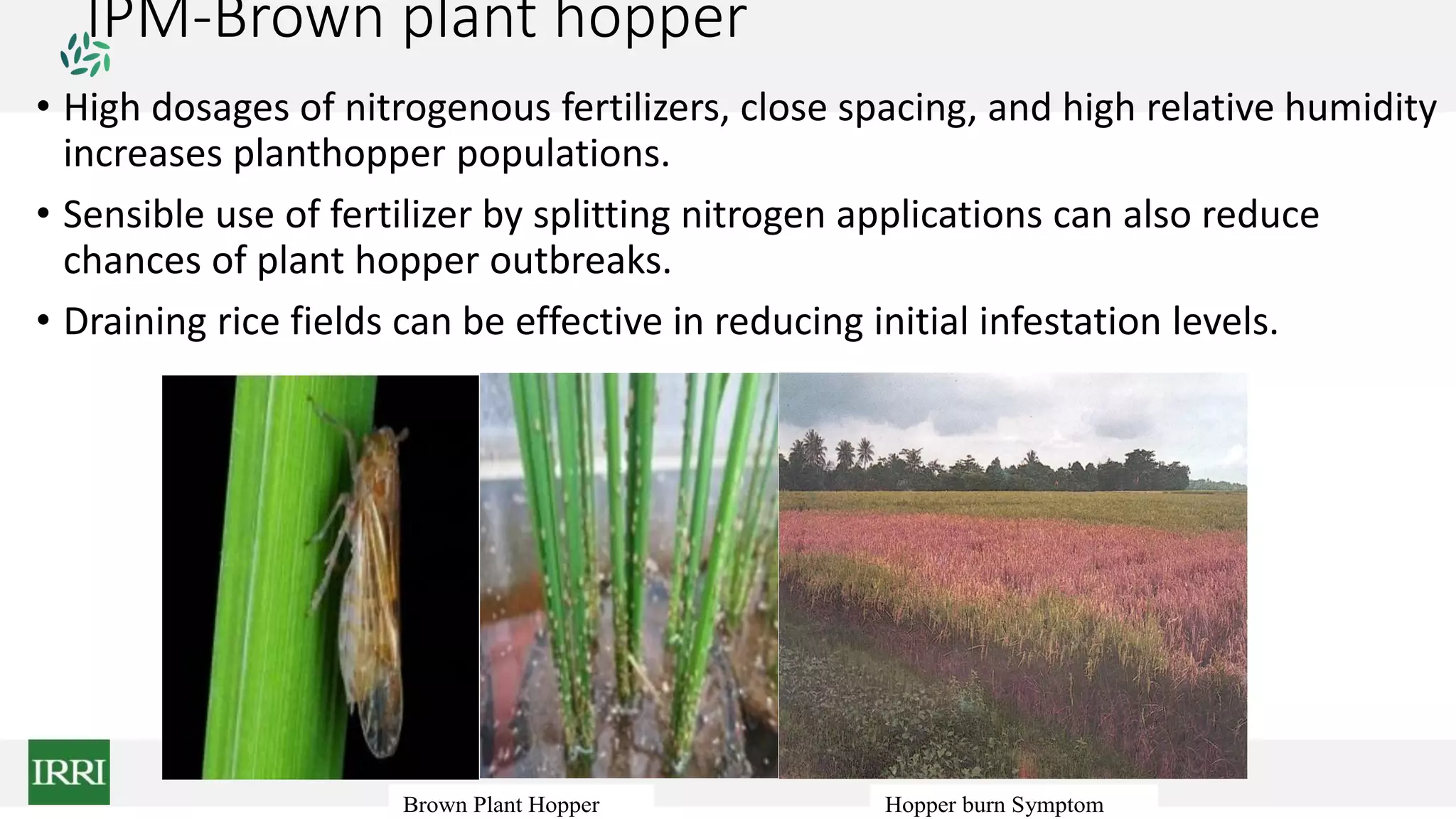 IPM-Brown plant hopper
• High dosages of nitrogenous fertilizers, close spacing, and high relative humidity
increases planthopper populations.
• Sensible use of fertilizer by splitting nitrogen applications can also reduce
chances of plant hopper outbreaks.
• Draining rice fields can be effective in reducing initial infestation levels.
Brown Plant Hopper Hopper burn Symptom
 