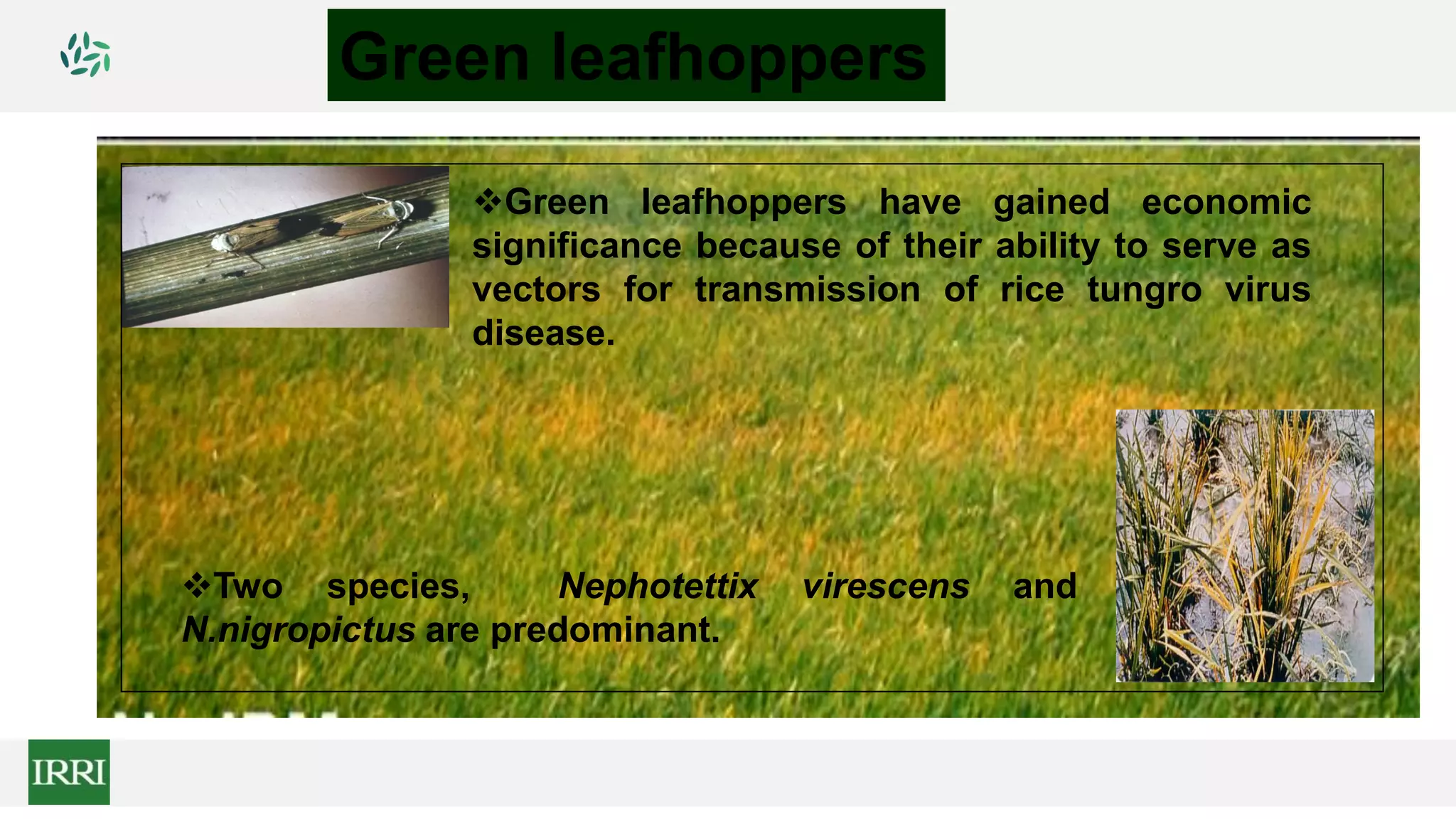 Green leafhoppers
Green leafhoppers have gained economic
significance because of their ability to serve as
vectors for transmission of rice tungro virus
disease.
Two species, Nephotettix virescens and
N.nigropictus are predominant.
 