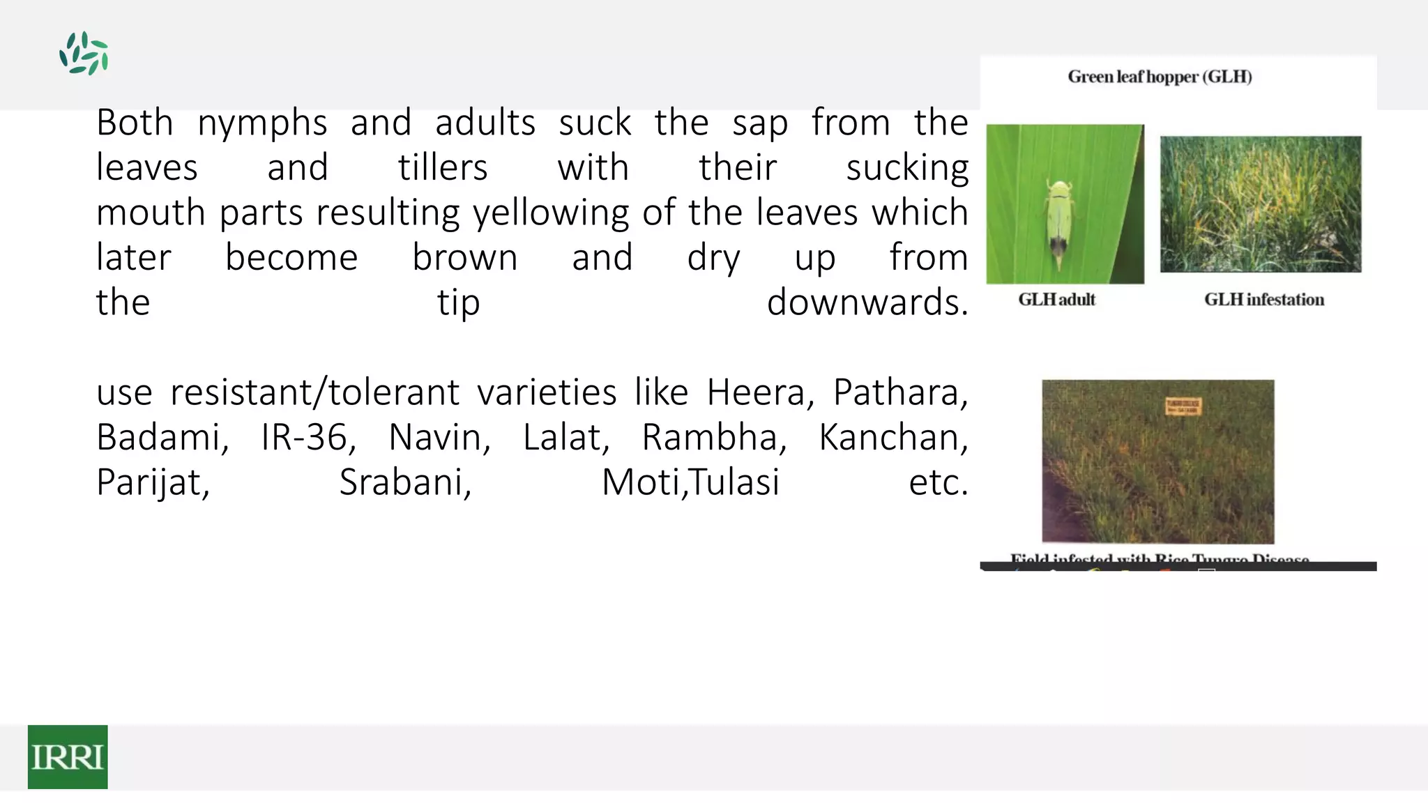 Both nymphs and adults suck the sap from the
leaves and tillers with their sucking
mouth parts resulting yellowing of the leaves which
later become brown and dry up from
the tip downwards.
use resistant/tolerant varieties like Heera, Pathara,
Badami, IR-36, Navin, Lalat, Rambha, Kanchan,
Parijat, Srabani, Moti,Tulasi etc.
 