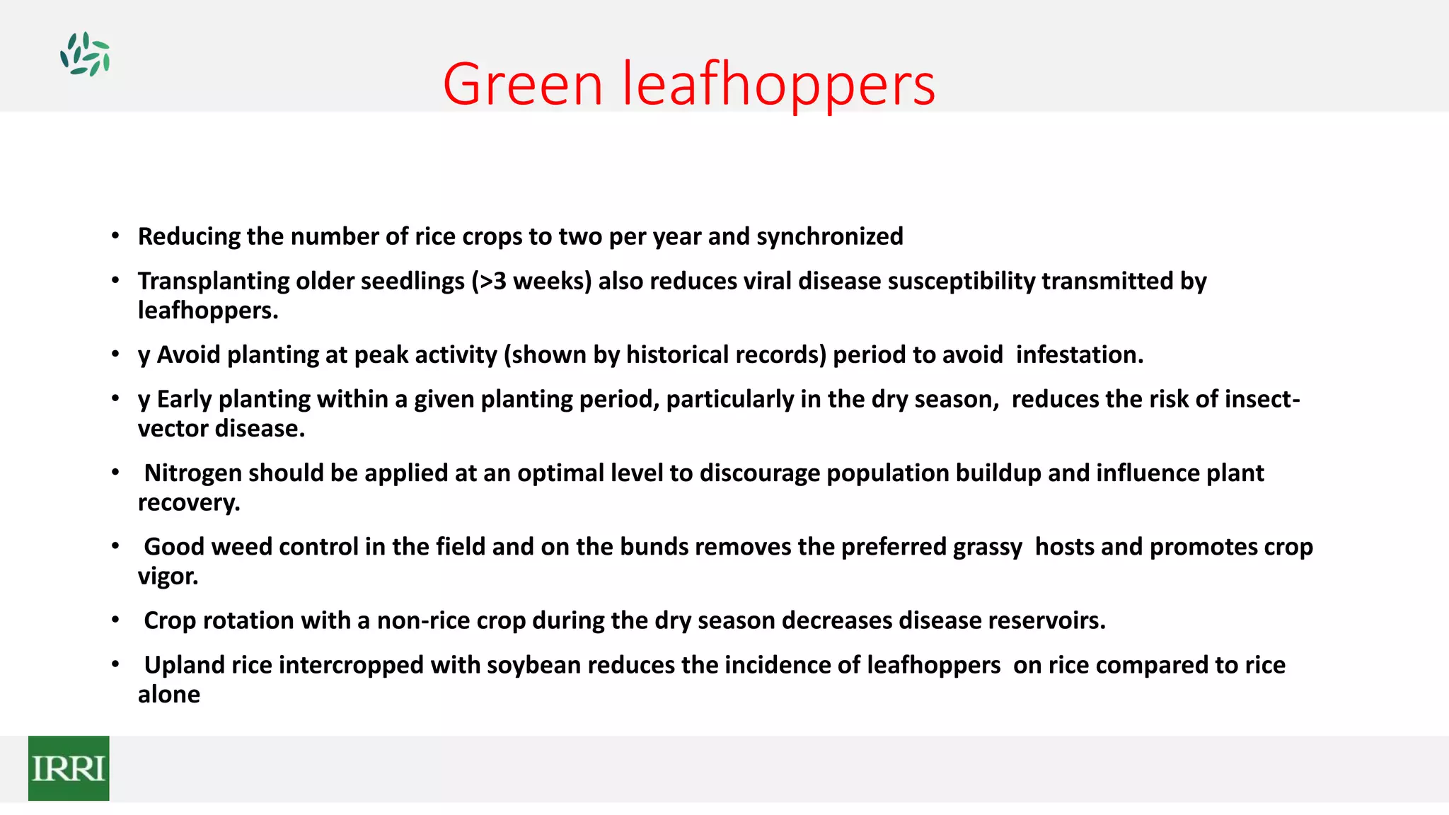 Green leafhoppers
• Reducing the number of rice crops to two per year and synchronized
• Transplanting older seedlings (>3 weeks) also reduces viral disease susceptibility transmitted by
leafhoppers.
• y Avoid planting at peak activity (shown by historical records) period to avoid infestation.
• y Early planting within a given planting period, particularly in the dry season, reduces the risk of insect-
vector disease.
• Nitrogen should be applied at an optimal level to discourage population buildup and influence plant
recovery.
• Good weed control in the field and on the bunds removes the preferred grassy hosts and promotes crop
vigor.
• Crop rotation with a non-rice crop during the dry season decreases disease reservoirs.
• Upland rice intercropped with soybean reduces the incidence of leafhoppers on rice compared to rice
alone
 