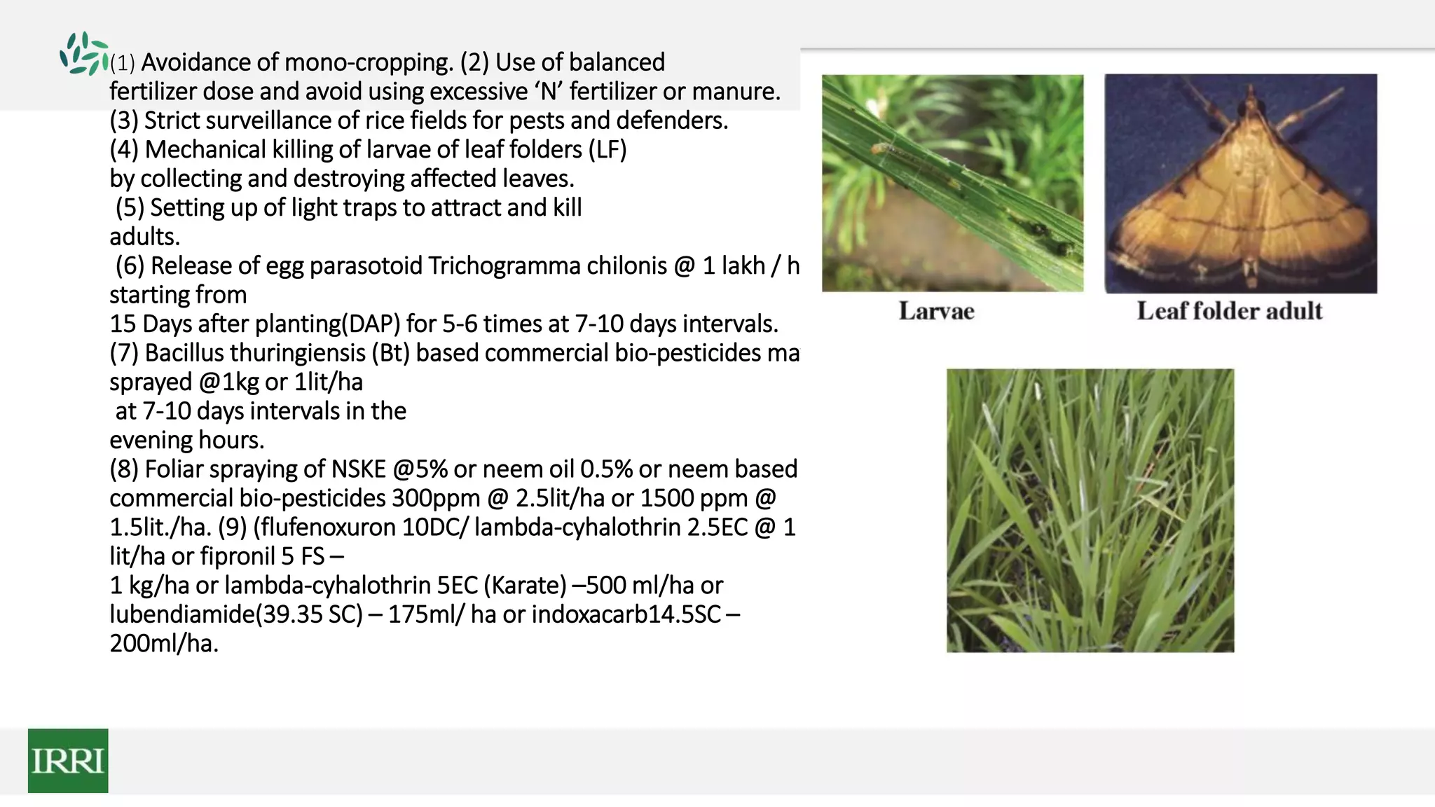 (1) Avoidance of mono-cropping. (2) Use of balanced
fertilizer dose and avoid using excessive ‘N’ fertilizer or manure.
(3) Strict surveillance of rice fields for pests and defenders.
(4) Mechanical killing of larvae of leaf folders (LF)
by collecting and destroying affected leaves.
(5) Setting up of light traps to attract and kill
adults.
(6) Release of egg parasotoid Trichogramma chilonis @ 1 lakh / ha
starting from
15 Days after planting(DAP) for 5-6 times at 7-10 days intervals.
(7) Bacillus thuringiensis (Bt) based commercial bio-pesticides may be
sprayed @1kg or 1lit/ha
at 7-10 days intervals in the
evening hours.
(8) Foliar spraying of NSKE @5% or neem oil 0.5% or neem based
commercial bio-pesticides 300ppm @ 2.5lit/ha or 1500 ppm @
1.5lit./ha. (9) (flufenoxuron 10DC/ lambda-cyhalothrin 2.5EC @ 1
lit/ha or fipronil 5 FS –
1 kg/ha or lambda-cyhalothrin 5EC (Karate) –500 ml/ha or
lubendiamide(39.35 SC) – 175ml/ ha or indoxacarb14.5SC –
200ml/ha.
 