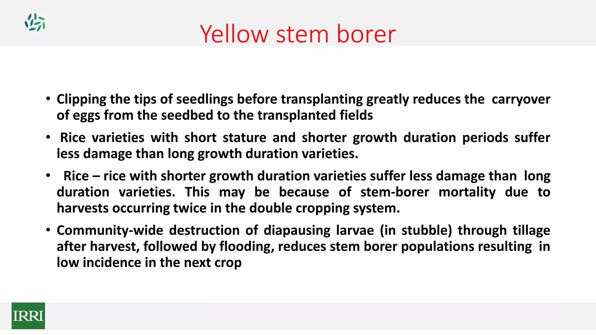 Yellow stem borer
• Clipping the tips of seedlings before transplanting greatly reduces the carryover
of eggs from the seedbed to the transplanted fields
• Rice varieties with short stature and shorter growth duration periods suffer
less damage than long growth duration varieties.
• Rice – rice with shorter growth duration varieties suffer less damage than long
duration varieties. This may be because of stem-borer mortality due to
harvests occurring twice in the double cropping system.
• Community-wide destruction of diapausing larvae (in stubble) through tillage
after harvest, followed by flooding, reduces stem borer populations resulting in
low incidence in the next crop
 