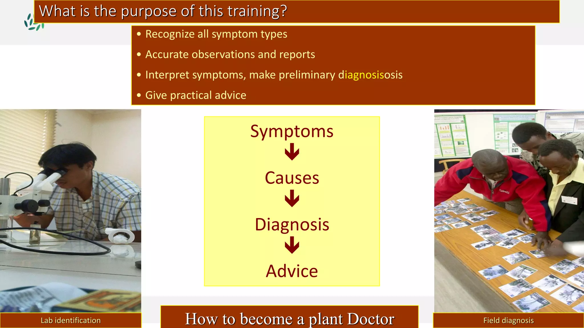 What is the purpose of this training?
• Recognize all symptom types
• Accurate observations and reports
• Interpret symptoms, make preliminary diagnosisosis
• Give practical advice
Symptoms

Causes

Diagnosis

Advice
Lab identification Field diagnosisHow to become a plant Doctor
 
