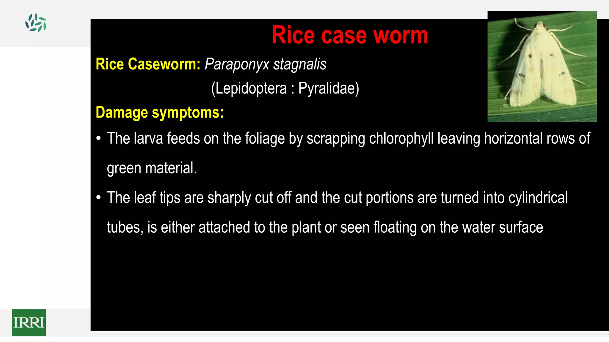 Rice case worm
Rice Caseworm: Paraponyx stagnalis
(Lepidoptera : Pyralidae)
Damage symptoms:
• The larva feeds on the foliage by scrapping chlorophyll leaving horizontal rows of
green material.
• The leaf tips are sharply cut off and the cut portions are turned into cylindrical
tubes, is either attached to the plant or seen floating on the water surface
 