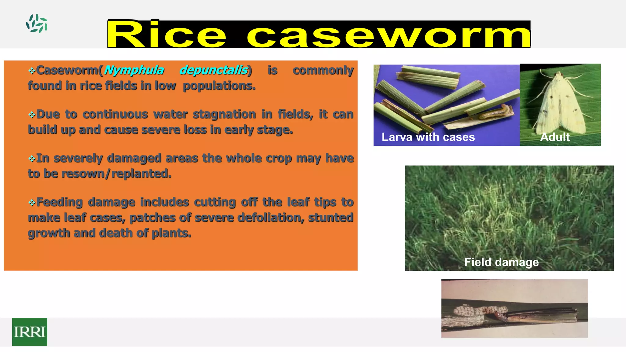 Caseworm(Nymphula depunctalis) is commonly
found in rice fields in low populations.
Due to continuous water stagnation in fields, it can
build up and cause severe loss in early stage.
In severely damaged areas the whole crop may have
to be resown/replanted.
Feeding damage includes cutting off the leaf tips to
make leaf cases, patches of severe defoliation, stunted
growth and death of plants.
Larva with cases Adult
Field damage
 