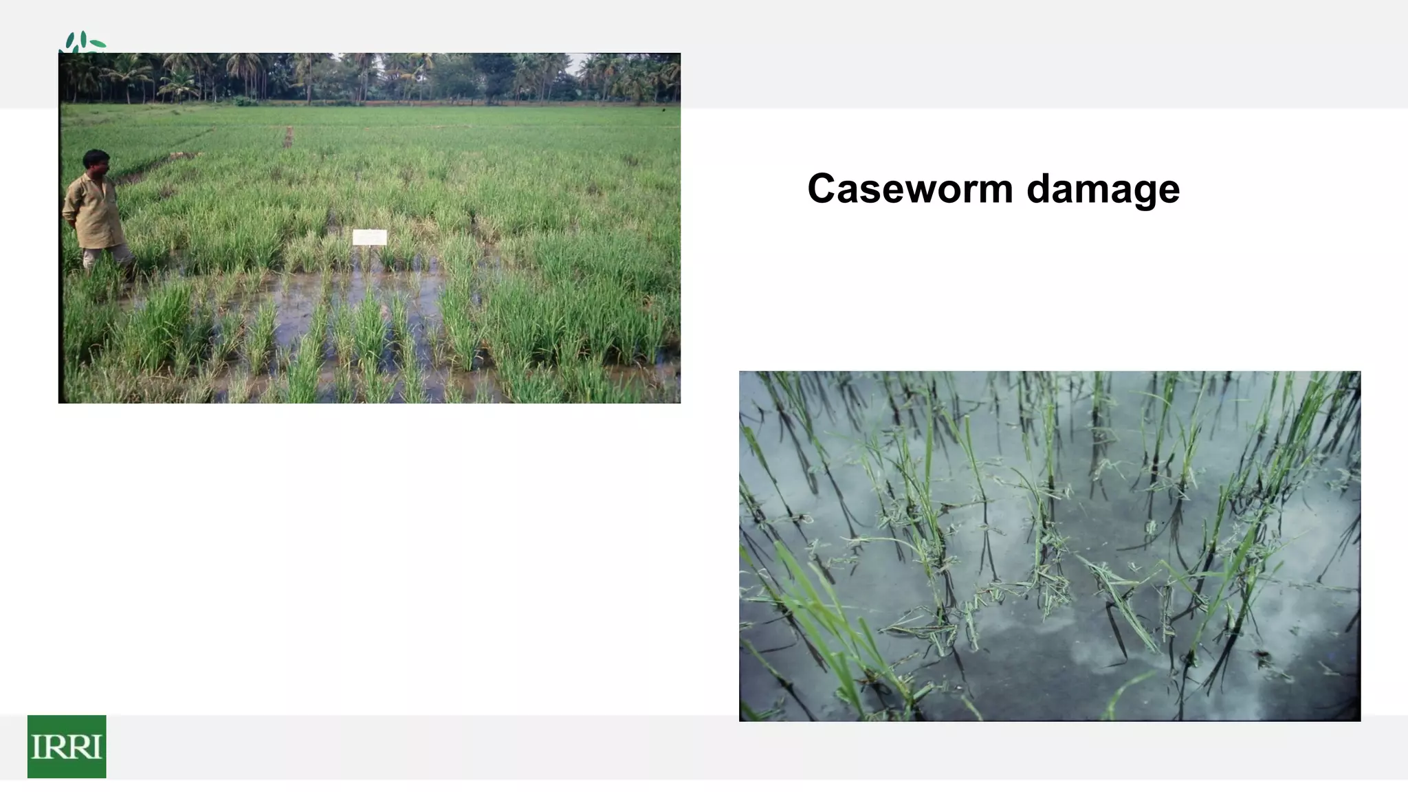 Caseworm damage
 
