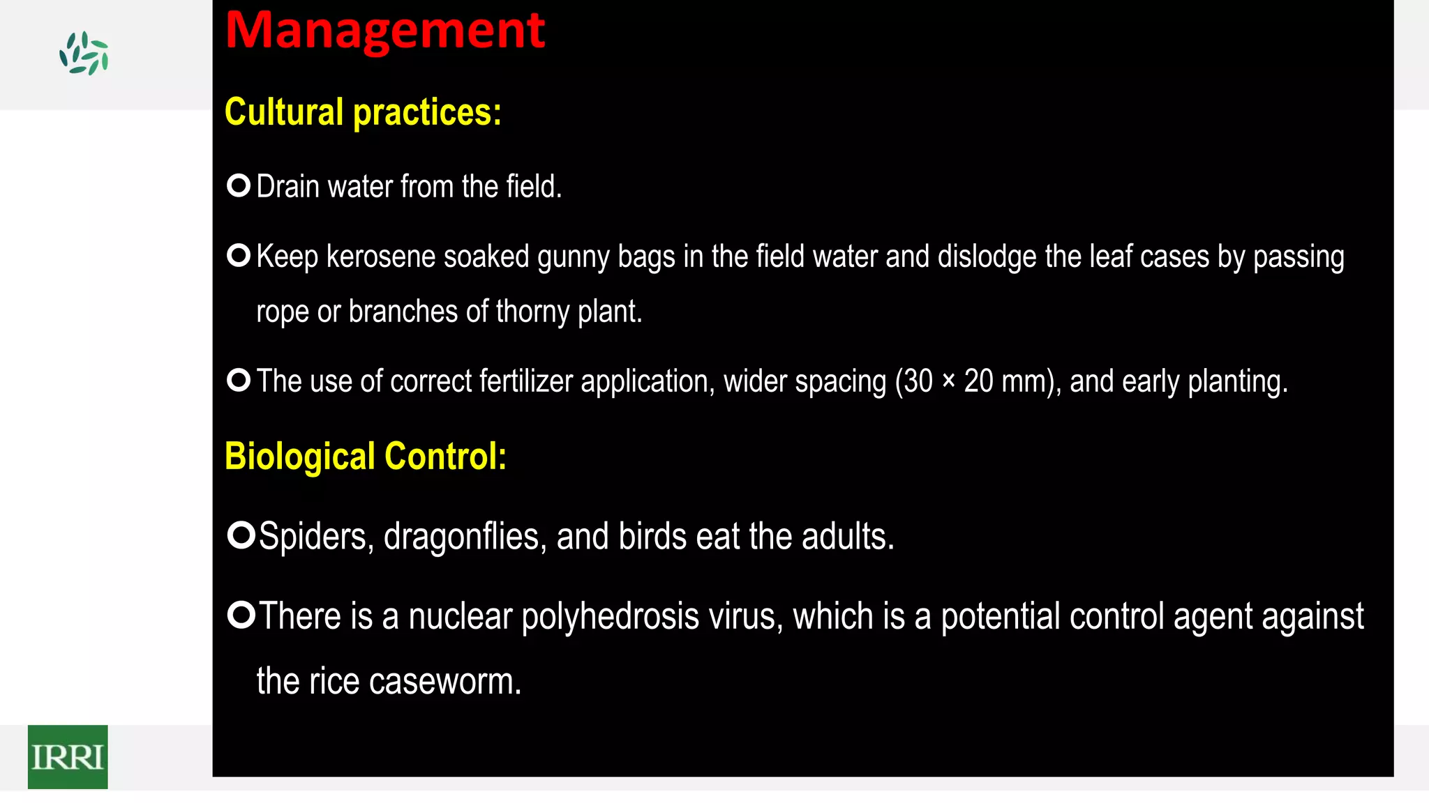 Management
Cultural practices:
Drain water from the field.
Keep kerosene soaked gunny bags in the field water and dislodge the leaf cases by passing
rope or branches of thorny plant.
The use of correct fertilizer application, wider spacing (30 × 20 mm), and early planting.
Biological Control:
Spiders, dragonflies, and birds eat the adults.
There is a nuclear polyhedrosis virus, which is a potential control agent against
the rice caseworm.
 