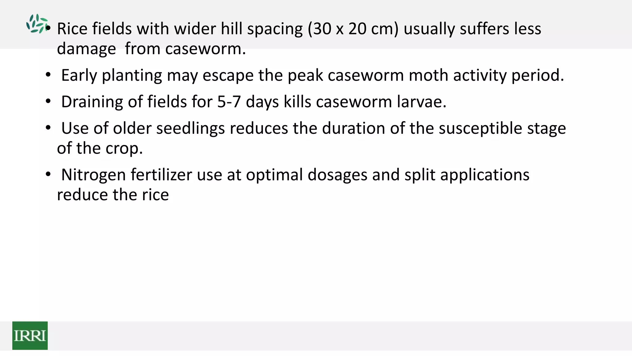 • Rice fields with wider hill spacing (30 x 20 cm) usually suffers less
damage from caseworm.
• Early planting may escape the peak caseworm moth activity period.
• Draining of fields for 5-7 days kills caseworm larvae.
• Use of older seedlings reduces the duration of the susceptible stage
of the crop.
• Nitrogen fertilizer use at optimal dosages and split applications
reduce the rice
 
