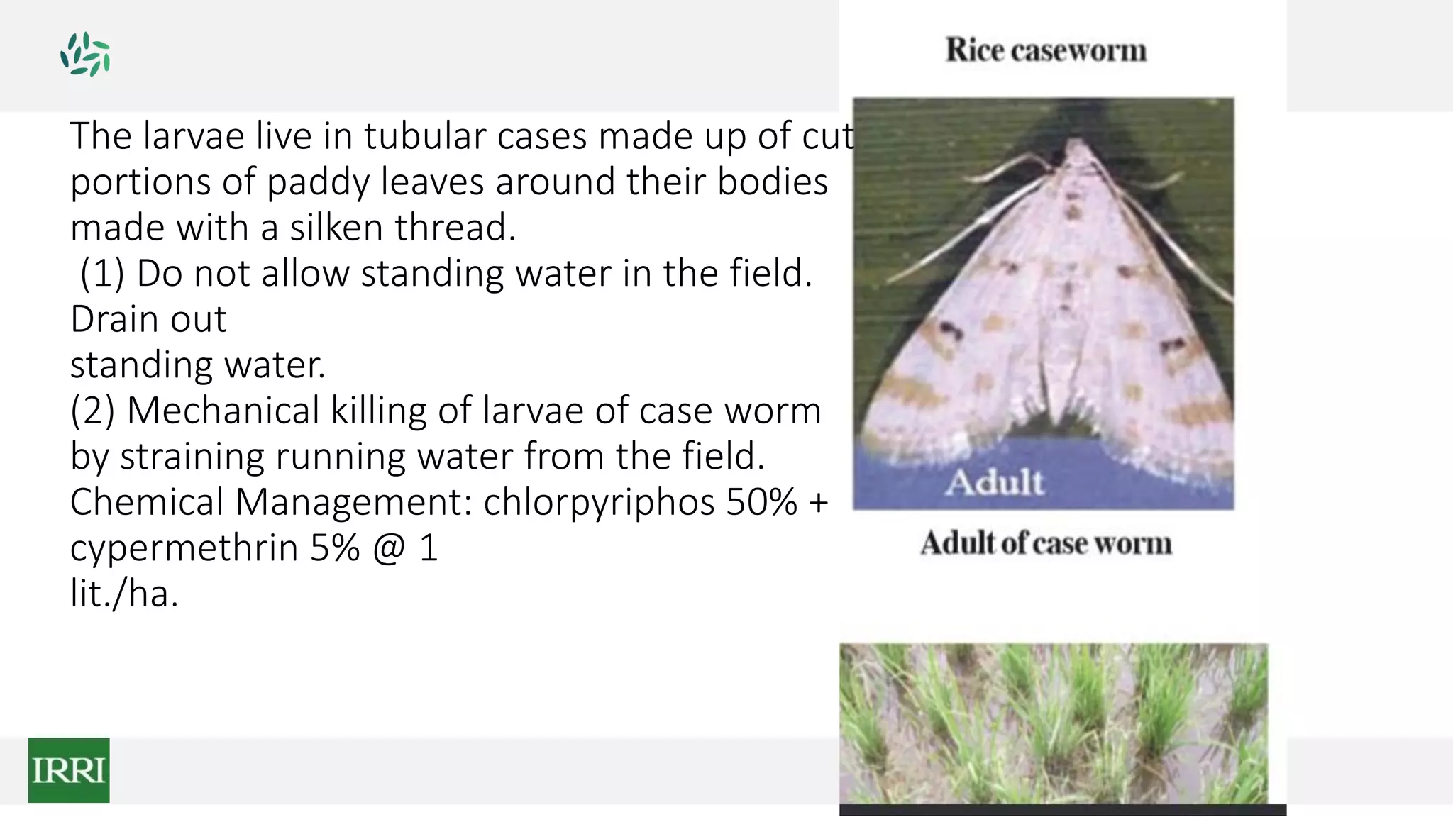 The larvae live in tubular cases made up of cut
portions of paddy leaves around their bodies
made with a silken thread.
(1) Do not allow standing water in the field.
Drain out
standing water.
(2) Mechanical killing of larvae of case worm
by straining running water from the field.
Chemical Management: chlorpyriphos 50% +
cypermethrin 5% @ 1
lit./ha.
 