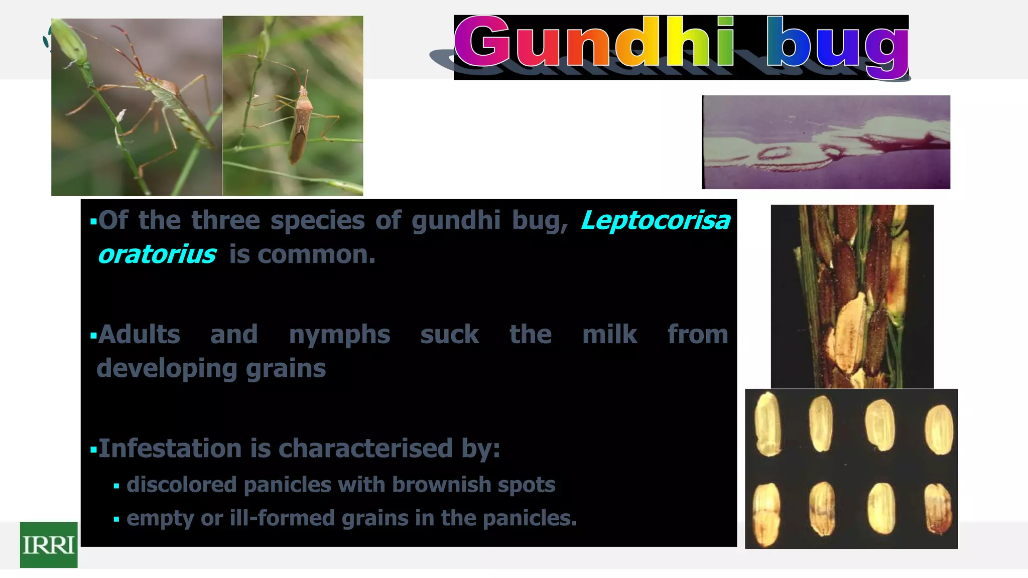 Of the three species of gundhi bug, Leptocorisa
oratorius is common.
Adults and nymphs suck the milk from
developing grains
Infestation is characterised by:
 discolored panicles with brownish spots
 empty or ill-formed grains in the panicles.
 