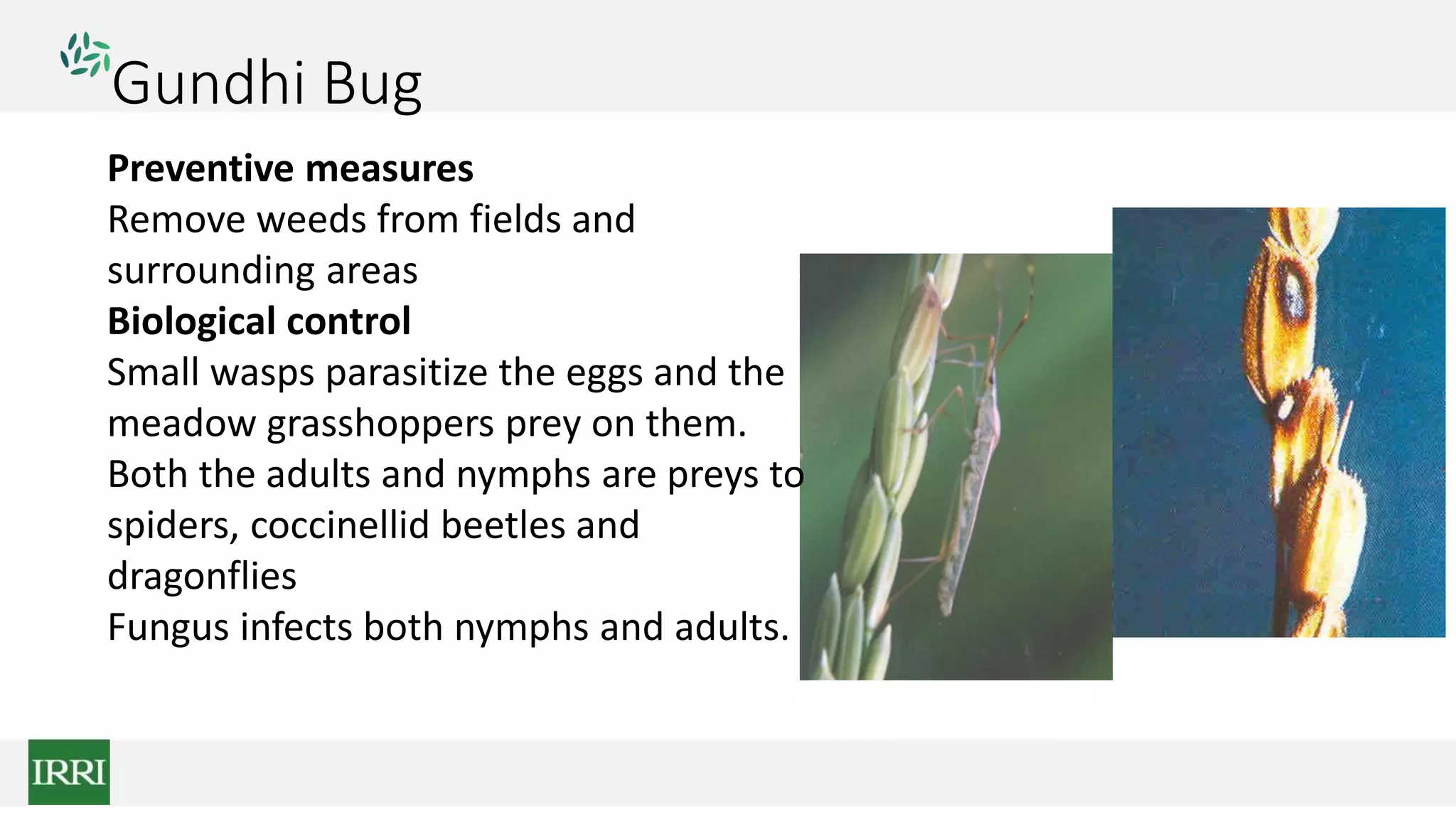 Gundhi Bug
Preventive measures
Remove weeds from fields and
surrounding areas
Biological control
Small wasps parasitize the eggs and the
meadow grasshoppers prey on them.
Both the adults and nymphs are preys to
spiders, coccinellid beetles and
dragonflies
Fungus infects both nymphs and adults.
 