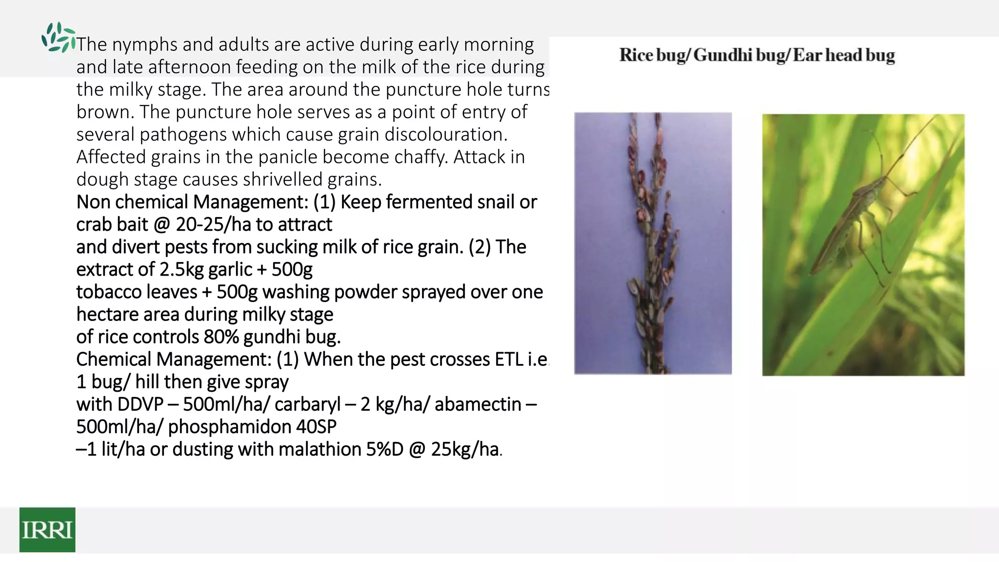 The nymphs and adults are active during early morning
and late afternoon feeding on the milk of the rice during
the milky stage. The area around the puncture hole turns
brown. The puncture hole serves as a point of entry of
several pathogens which cause grain discolouration.
Affected grains in the panicle become chaffy. Attack in
dough stage causes shrivelled grains.
Non chemical Management: (1) Keep fermented snail or
crab bait @ 20-25/ha to attract
and divert pests from sucking milk of rice grain. (2) The
extract of 2.5kg garlic + 500g
tobacco leaves + 500g washing powder sprayed over one
hectare area during milky stage
of rice controls 80% gundhi bug.
Chemical Management: (1) When the pest crosses ETL i.e.
1 bug/ hill then give spray
with DDVP – 500ml/ha/ carbaryl – 2 kg/ha/ abamectin –
500ml/ha/ phosphamidon 40SP
–1 lit/ha or dusting with malathion 5%D @ 25kg/ha.
 
