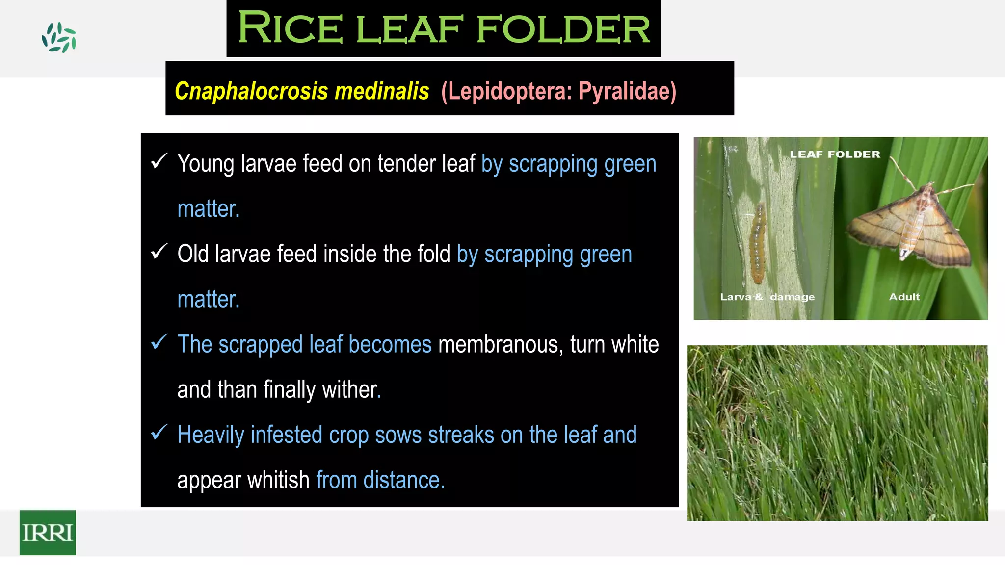  Young larvae feed on tender leaf by scrapping green
matter.
 Old larvae feed inside the fold by scrapping green
matter.
 The scrapped leaf becomes membranous, turn white
and than finally wither.
 Heavily infested crop sows streaks on the leaf and
appear whitish from distance.
Rice leaf folder
Cnaphalocrosis medinalis (Lepidoptera: Pyralidae)
 