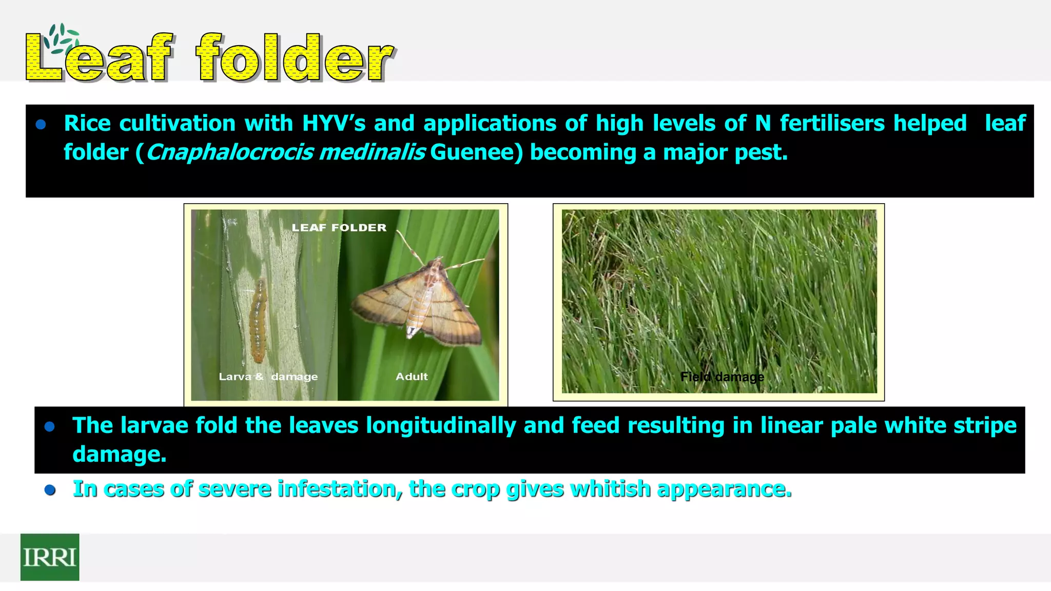  Rice cultivation with HYV’s and applications of high levels of N fertilisers helped leaf
folder (Cnaphalocrocis medinalis Guenee) becoming a major pest.
Field damage
 The larvae fold the leaves longitudinally and feed resulting in linear pale white stripe
damage.
 In cases of severe infestation, the crop gives whitish appearance.
Field damage
 