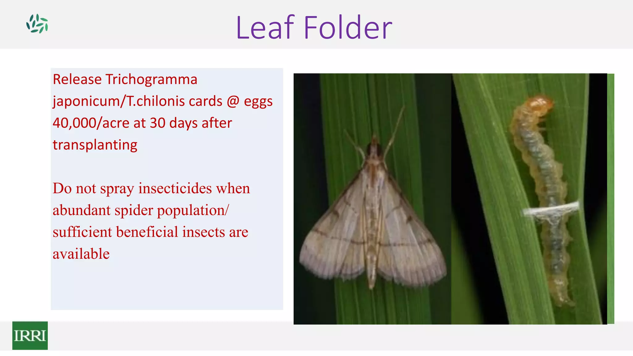 Leaf Folder
Release Trichogramma
japonicum/T.chilonis cards @ eggs
40,000/acre at 30 days after
transplanting
Do not spray insecticides when
abundant spider population/
sufficient beneficial insects are
available
 