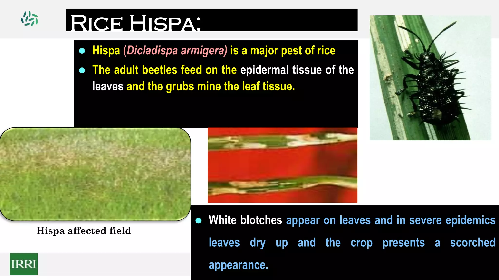 Rice Hispa:
 Hispa (Dicladispa armigera) is a major pest of rice
 The adult beetles feed on the epidermal tissue of the
leaves and the grubs mine the leaf tissue.
 White blotches appear on leaves and in severe epidemics
leaves dry up and the crop presents a scorched
appearance.
Hispa affected field
 