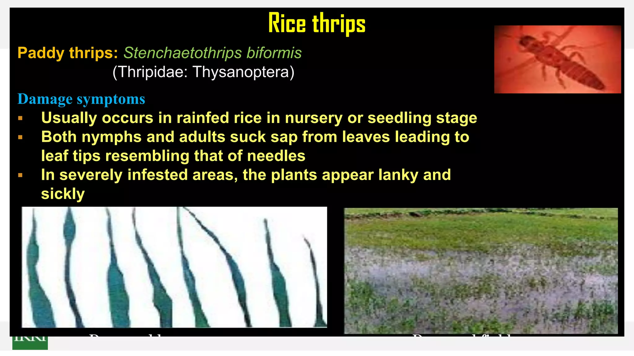 Rice thrips
Damaged leaves Damaged field
Paddy thrips: Stenchaetothrips biformis
(Thripidae: Thysanoptera)
Damage symptoms
 Usually occurs in rainfed rice in nursery or seedling stage
 Both nymphs and adults suck sap from leaves leading to
leaf tips resembling that of needles
 In severely infested areas, the plants appear lanky and
sickly
 