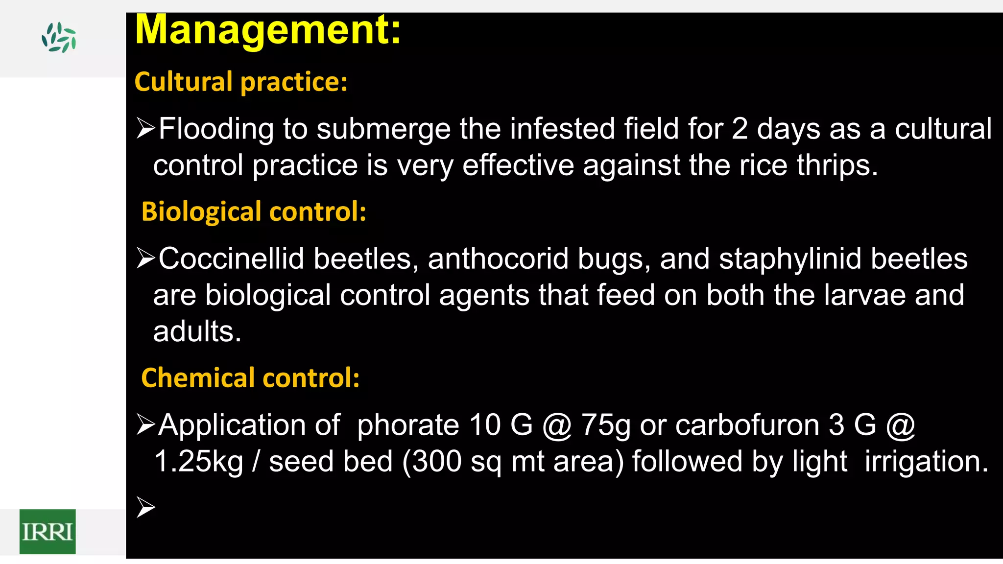 Management:
Cultural practice:
Flooding to submerge the infested field for 2 days as a cultural
control practice is very effective against the rice thrips.
Biological control:
Coccinellid beetles, anthocorid bugs, and staphylinid beetles
are biological control agents that feed on both the larvae and
adults.
Chemical control:
Application of phorate 10 G @ 75g or carbofuron 3 G @
1.25kg / seed bed (300 sq mt area) followed by light irrigation.

 